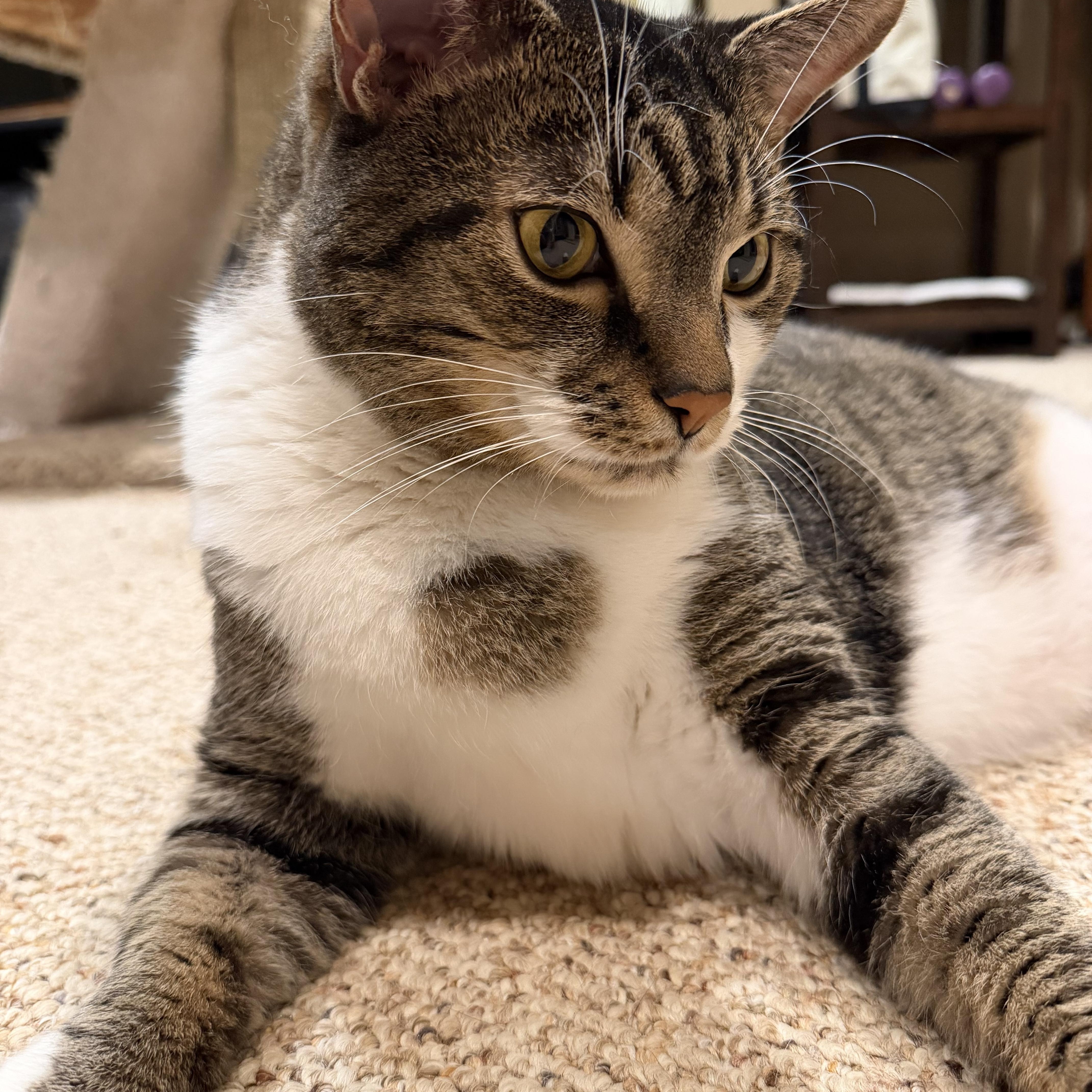 Monty - A LARGE LAD LOOKING FOR A BFF, Adoptable, Adult Male Domestic Short Hair.