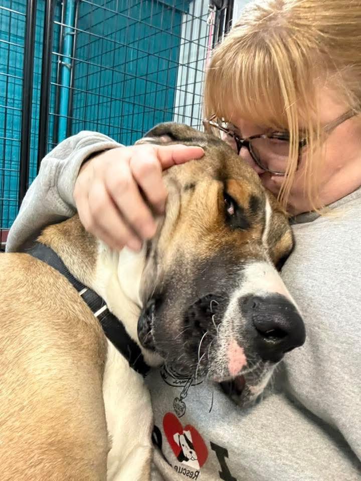 Enlarge Herbert, a Adopted Great Dane in Warren, MI image 1/6