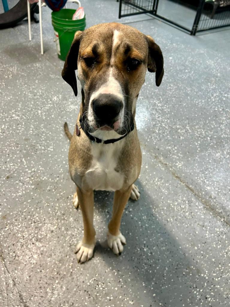 Enlarge Herbert, a Adopted Great Dane in Warren, MI image 2/6