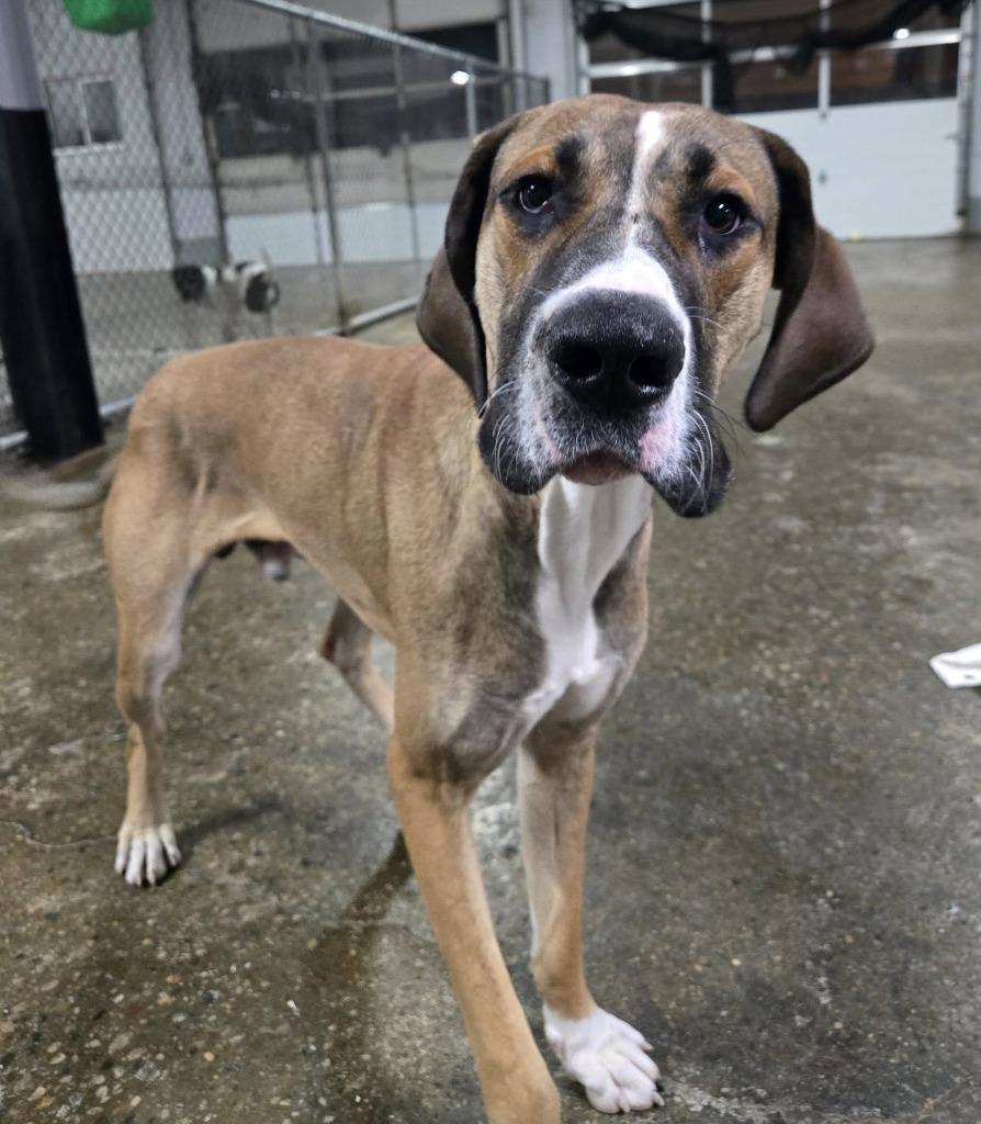 Enlarge Herbert, a Adopted Great Dane in Warren, MI image 4/6