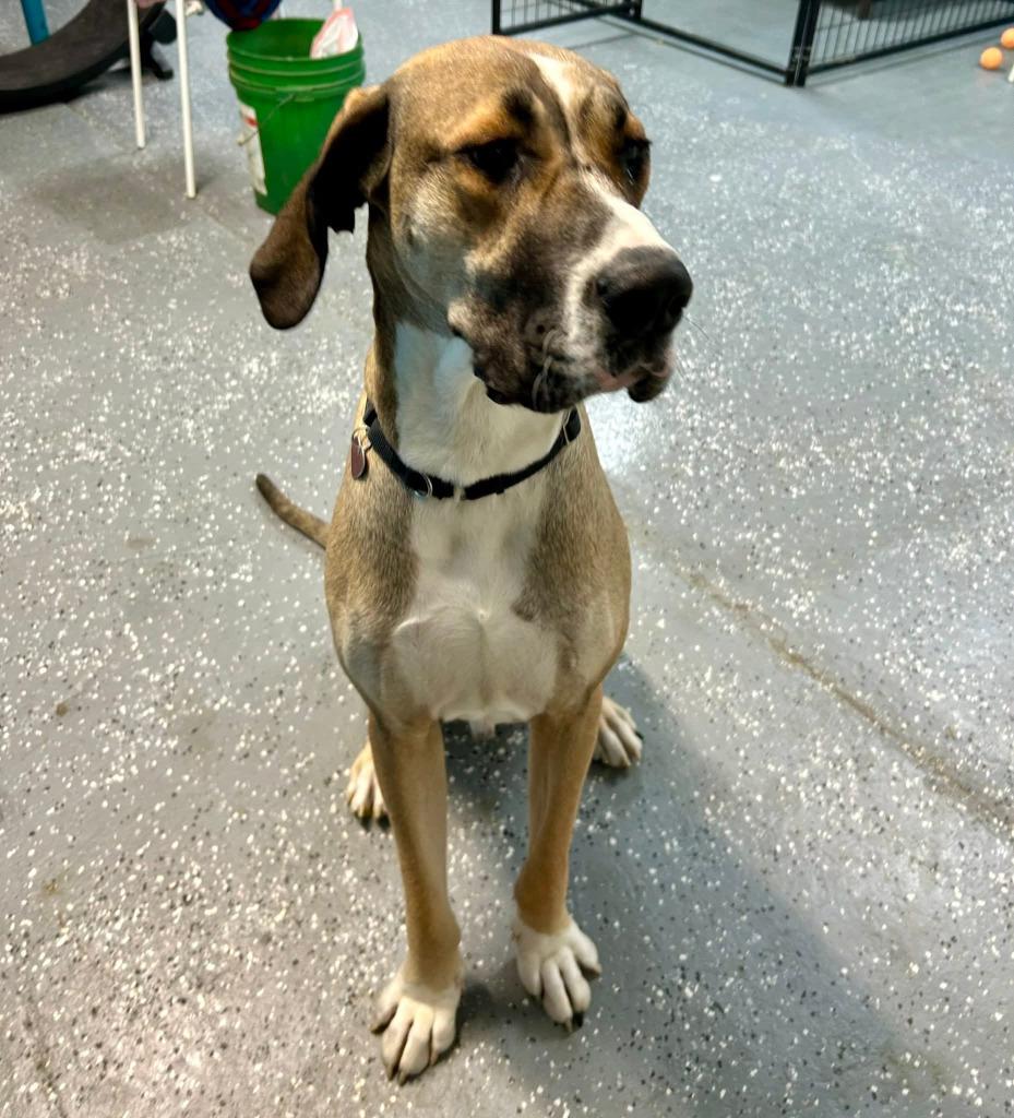 Enlarge Herbert, a Adopted Great Dane in Warren, MI image 5/6
