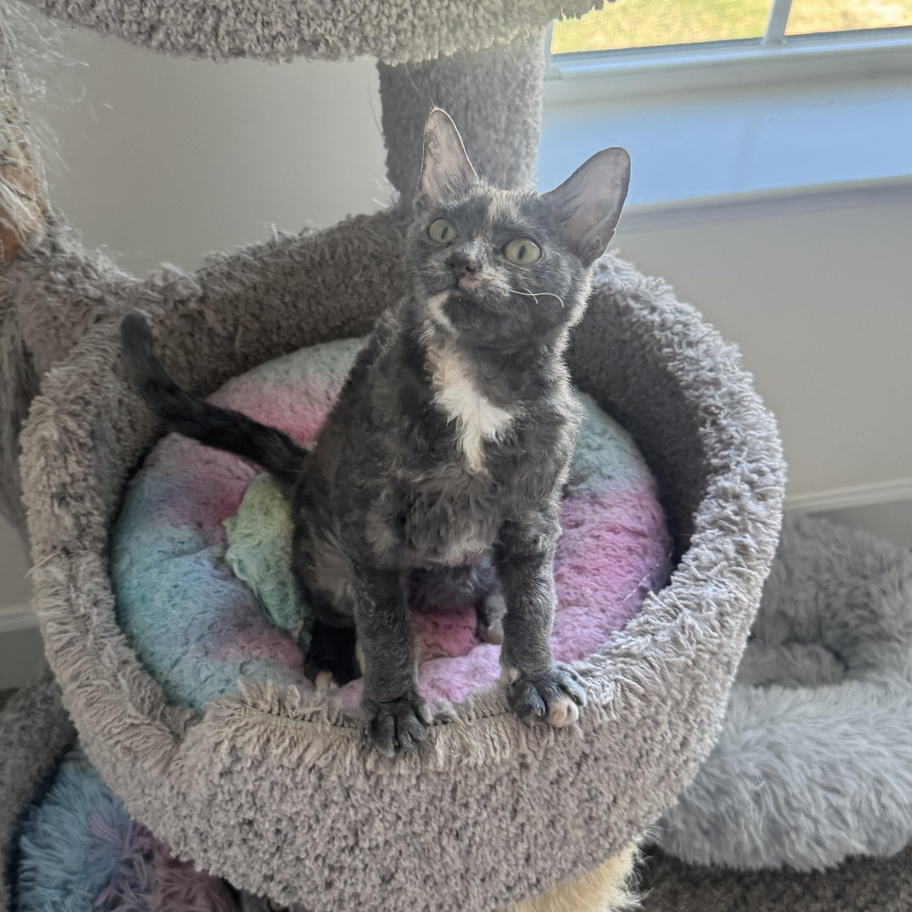Enlarge Olivia, a Adoptable Domestic Short Hair in Manchester, MD image 2/2