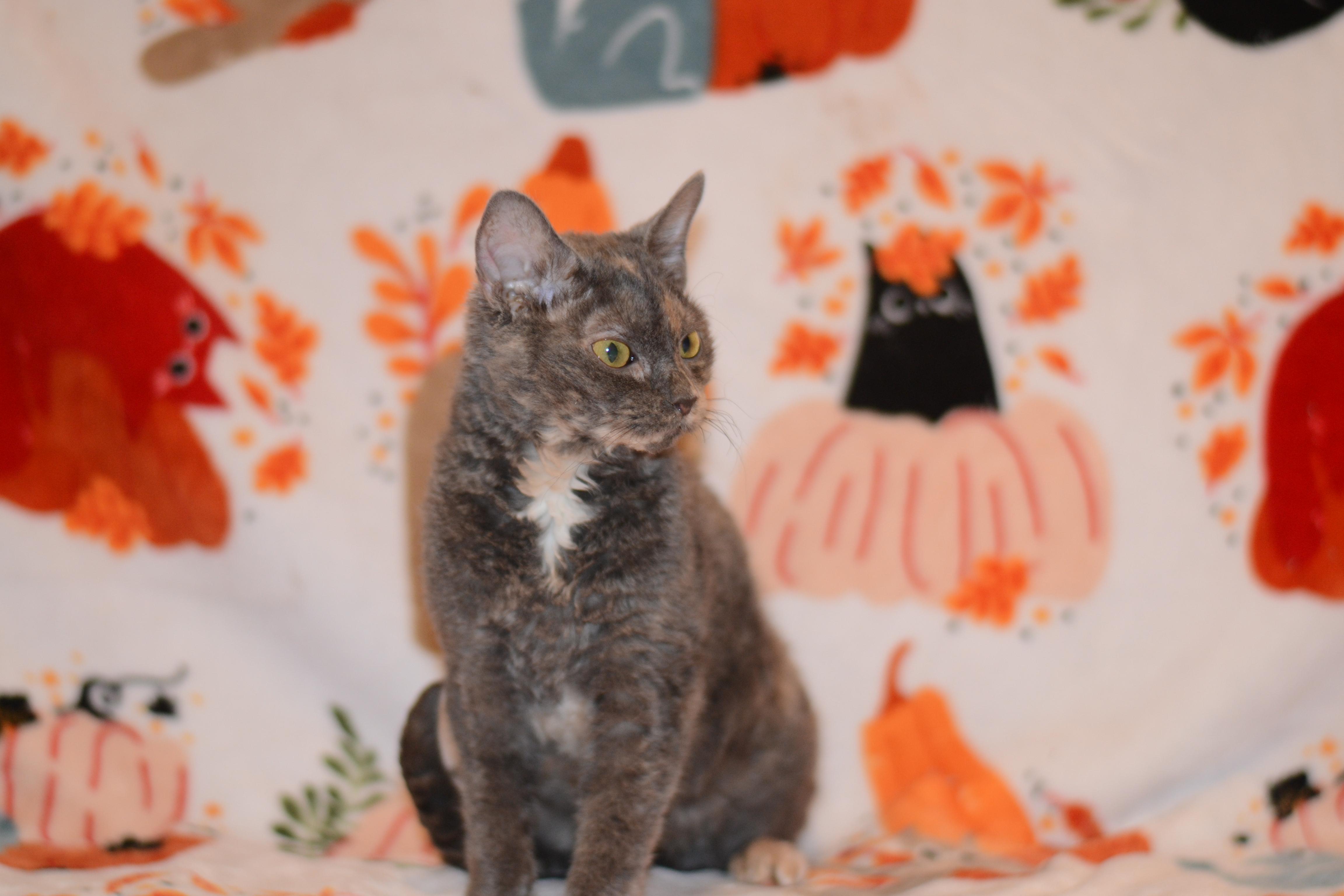 Enlarge Olivia, a Adoptable Domestic Short Hair in Manchester, MD image 1/2