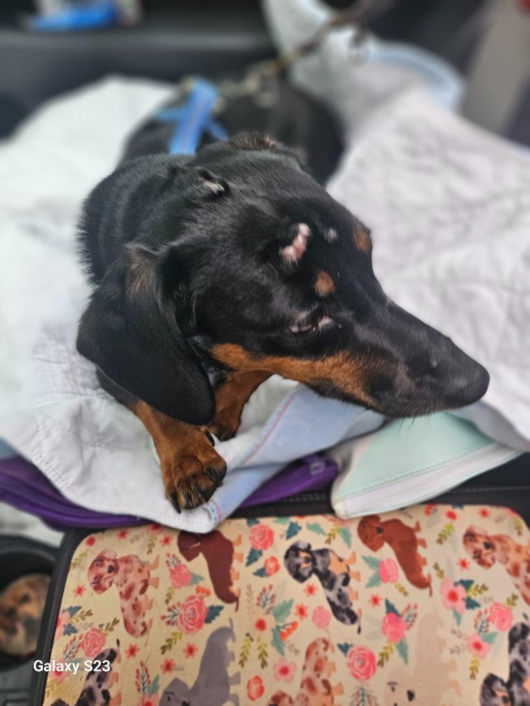 Enlarge Oscar the Man, a Adoptable Dachshund in Madison, AL image 1/4