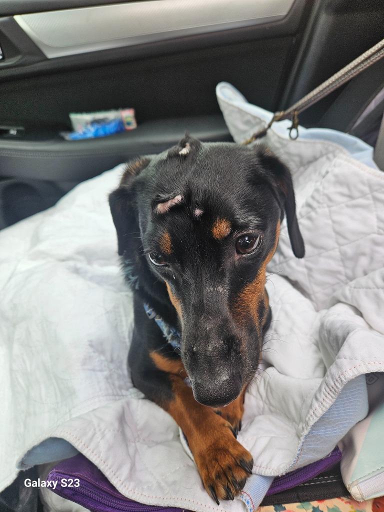 Enlarge Oscar the Man, a Adoptable Dachshund in Madison, AL image 2/4