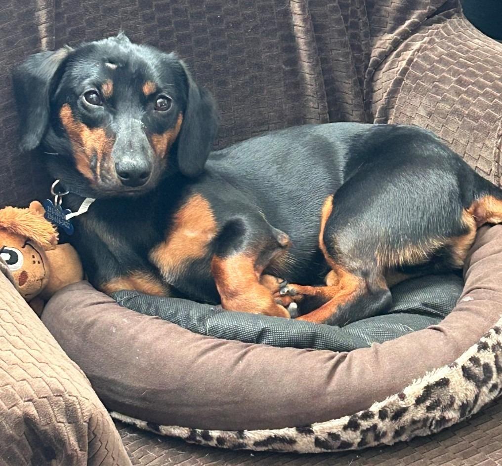 Enlarge Oscar the Man, a Adoptable Dachshund in Madison, AL image 3/4