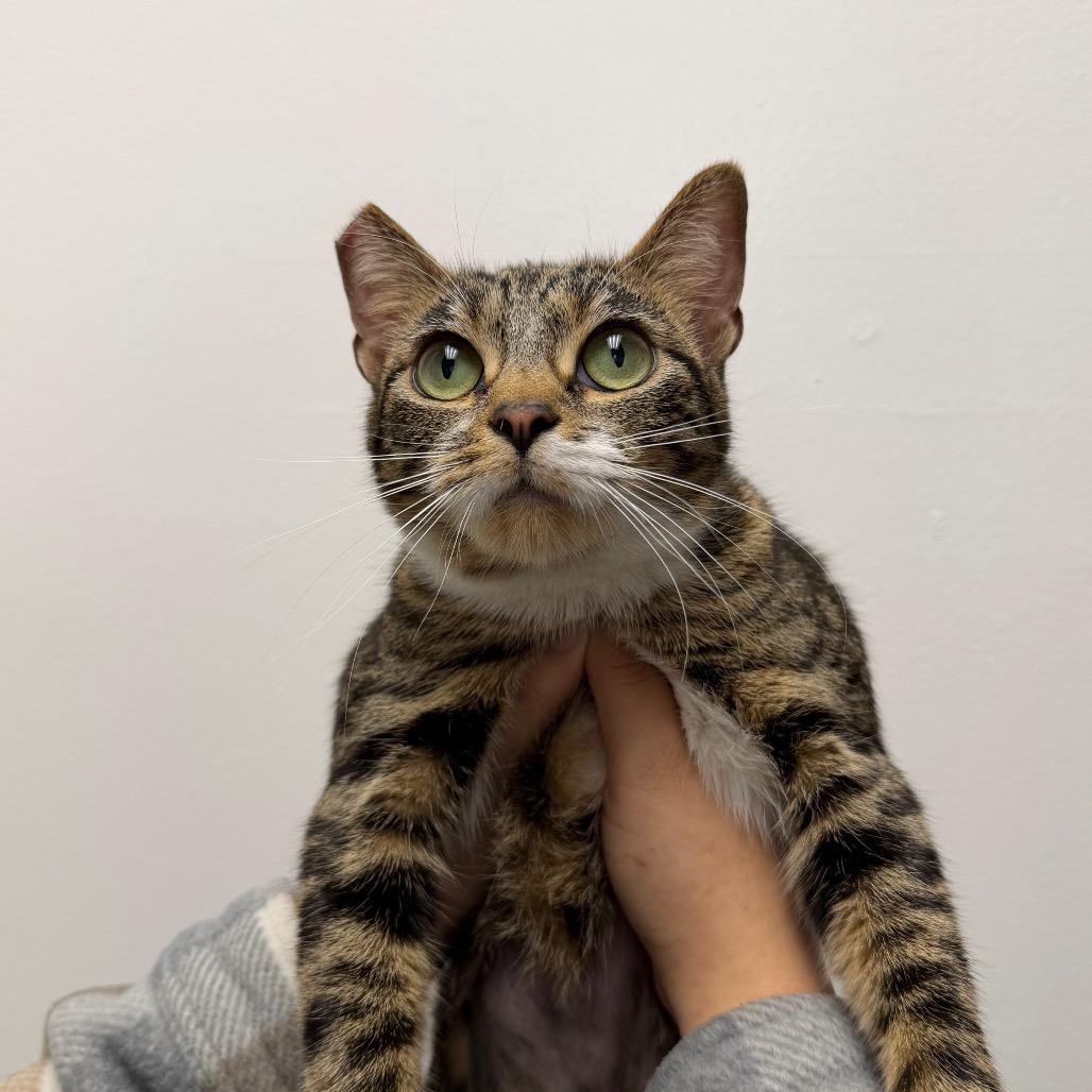 Enlarge Moira, a Adoptable Domestic Short Hair in Sunnyvale, CA image 1/4