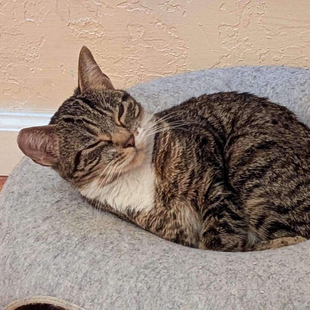 Enlarge Moira, a Adoptable Domestic Short Hair in Sunnyvale, CA image 2/4