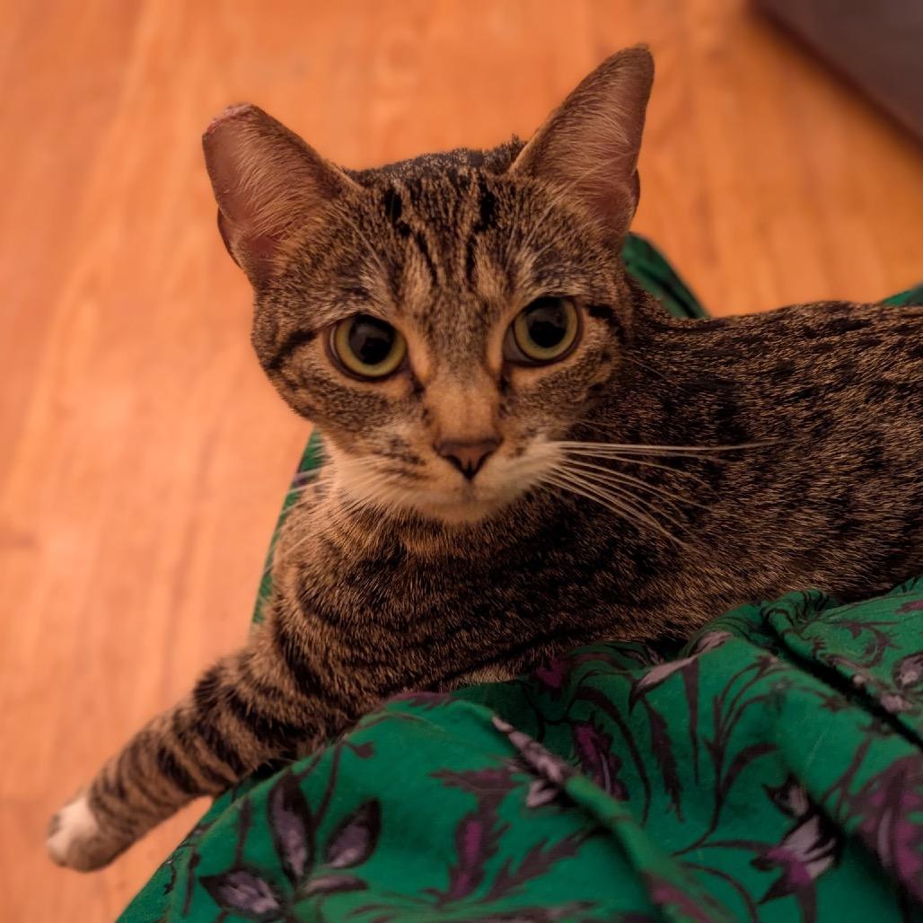 Enlarge Moira, a Adoptable Domestic Short Hair in Sunnyvale, CA image 3/4