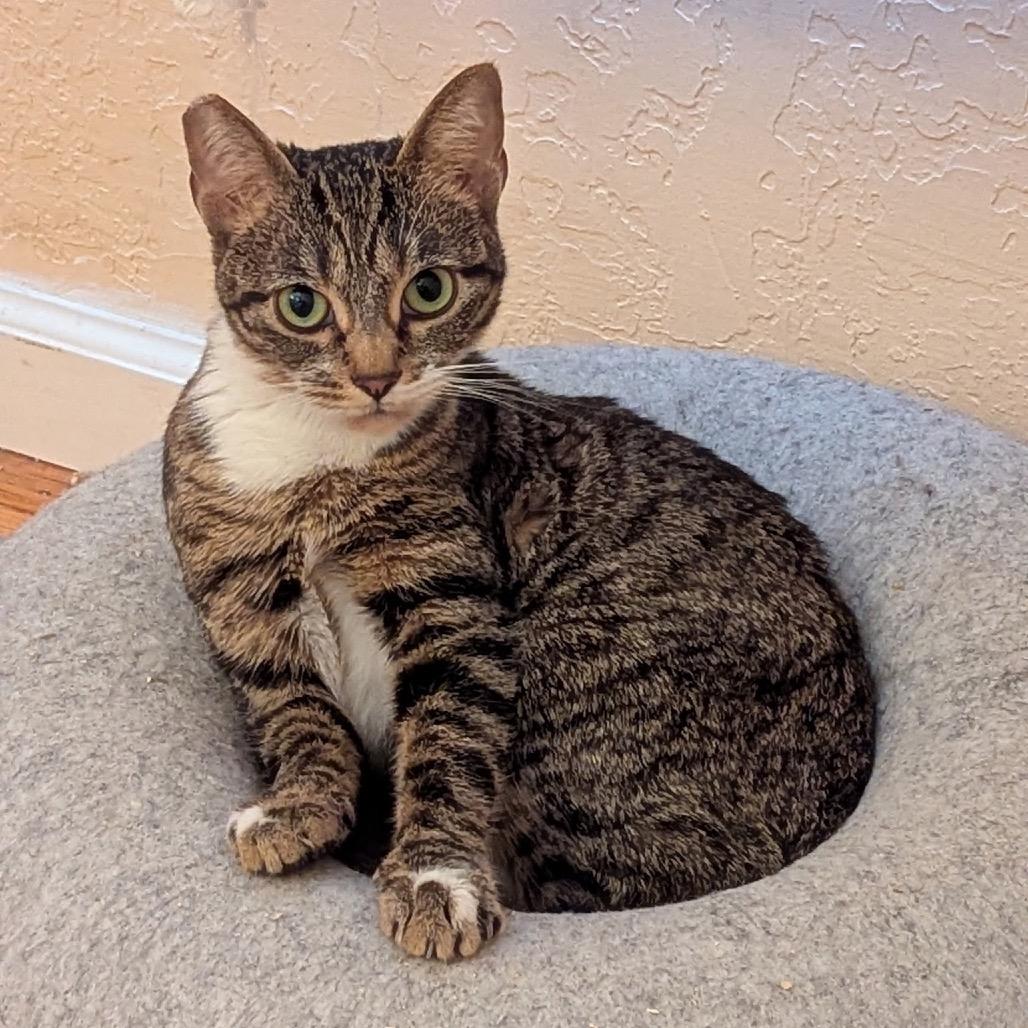 Enlarge Moira, a Adoptable Domestic Short Hair in Sunnyvale, CA image 4/4