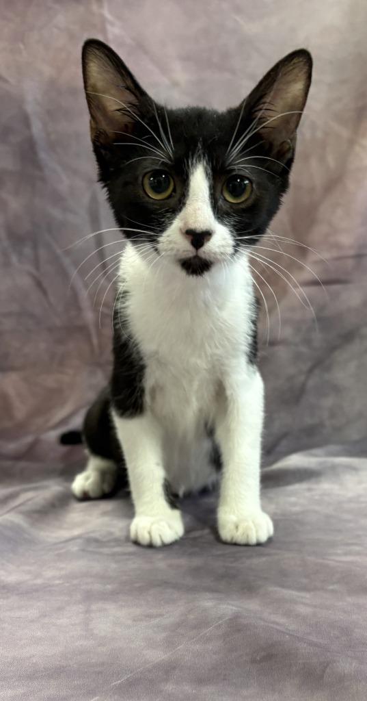 Chloe, Adoptable, Kitten Female Domestic Short Hair.