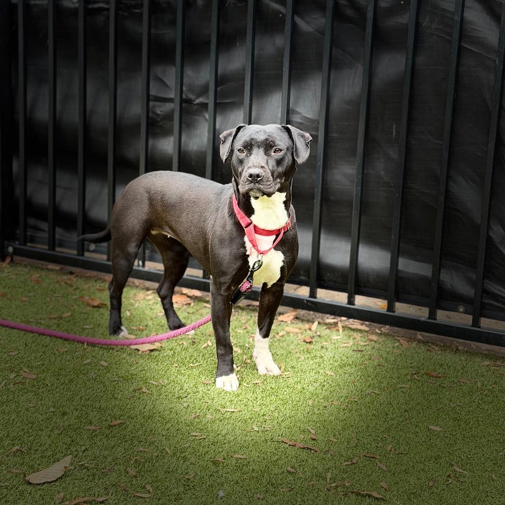 Lenore, Adoptable, Young Female Pit Bull Terrier & Mixed Breed.