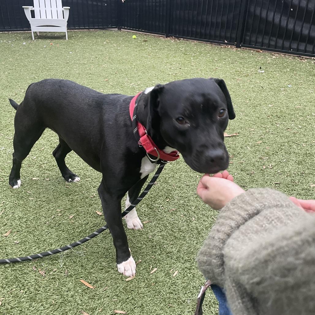Enlarge Lenore, a Adoptable mixed breed in Charlottesville, VA image 2/6