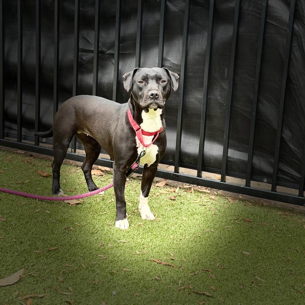Enlarge Lenore, a Adoptable mixed breed in Charlottesville, VA image 3/6