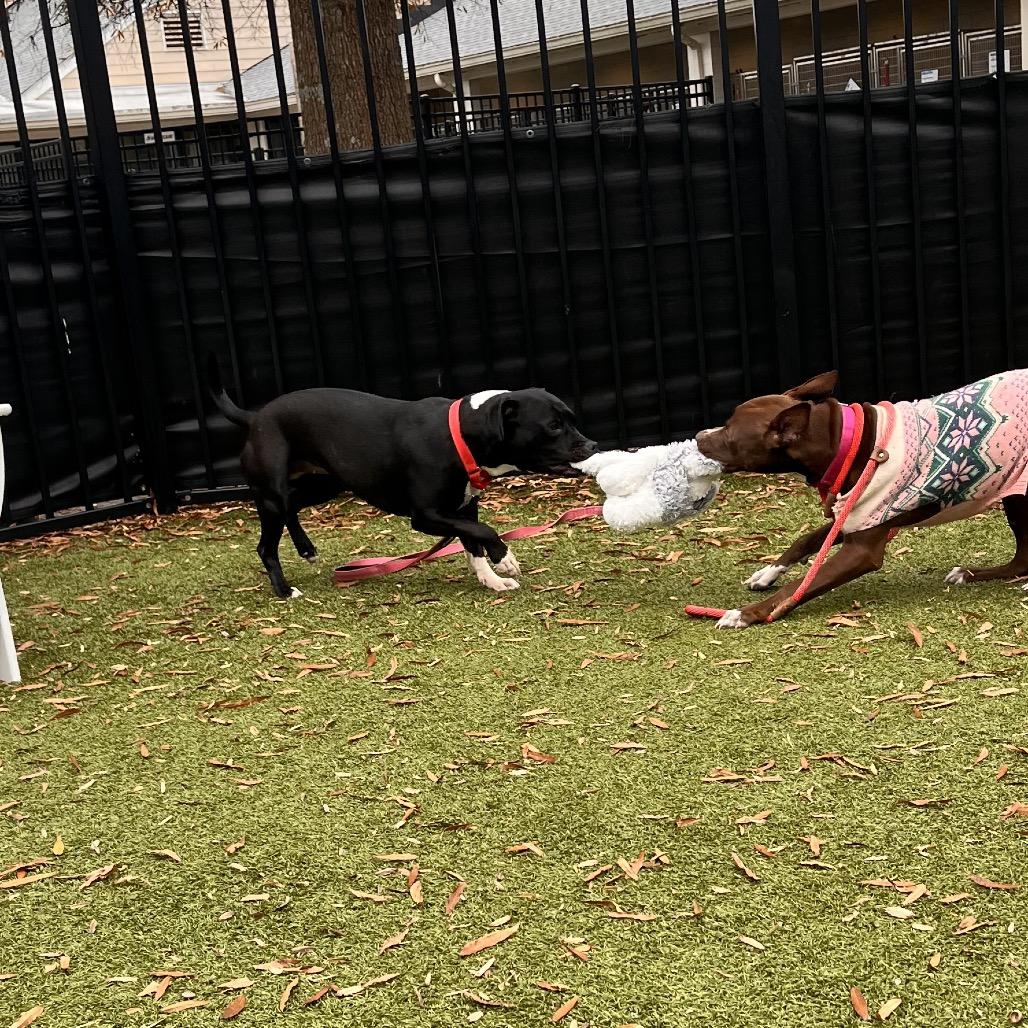 Enlarge Lenore, a Adoptable mixed breed in Charlottesville, VA image 4/6
