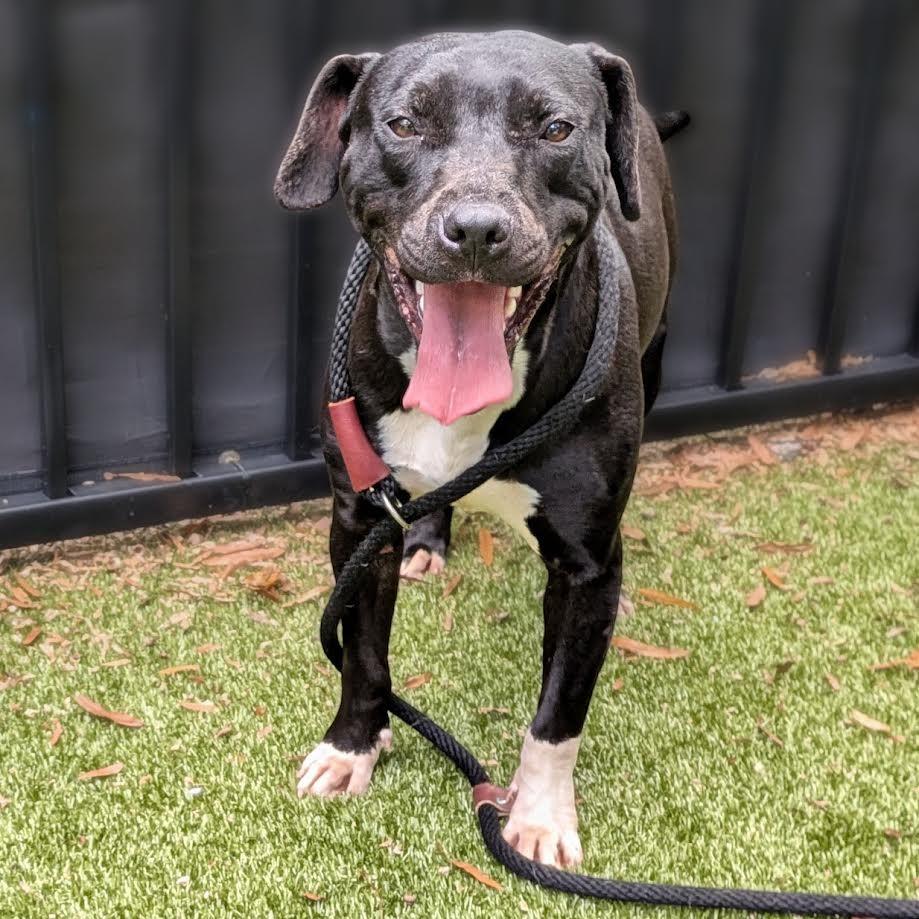 Enlarge Lenore, a Adoptable mixed breed in Charlottesville, VA image 5/6