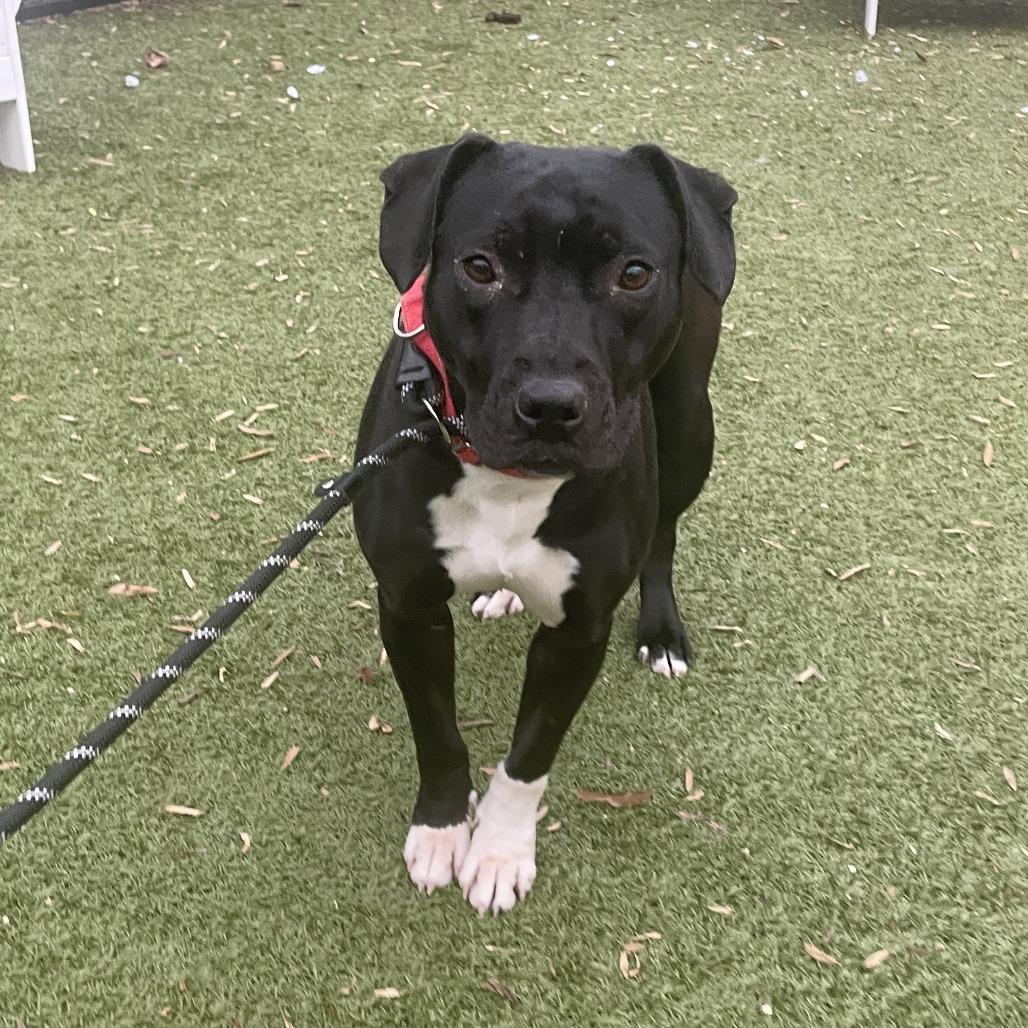 Enlarge Lenore, a Adoptable mixed breed in Charlottesville, VA image 6/6