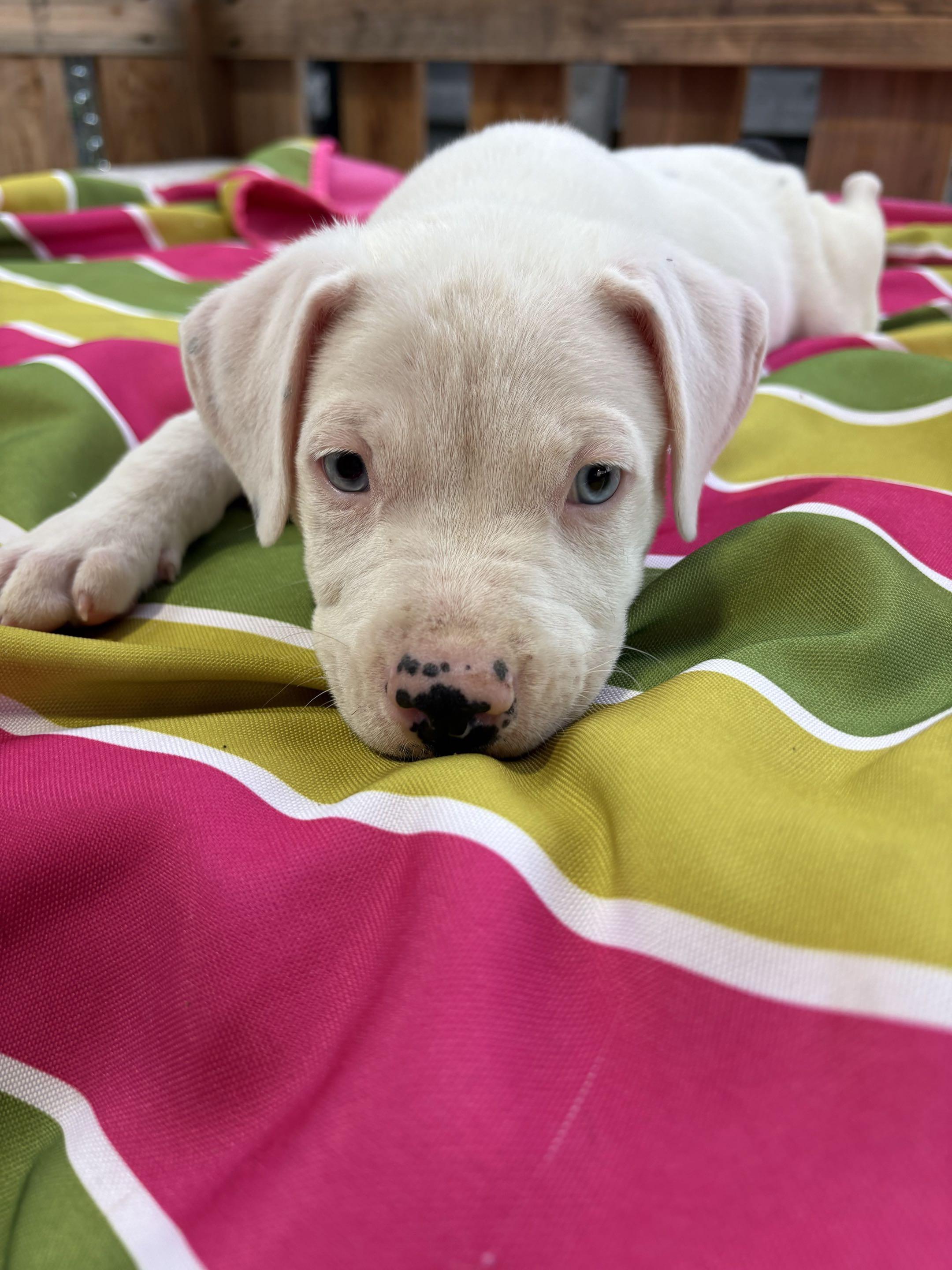 Puppy Party, an adopted mixed breed in Austin, TX image 5/6