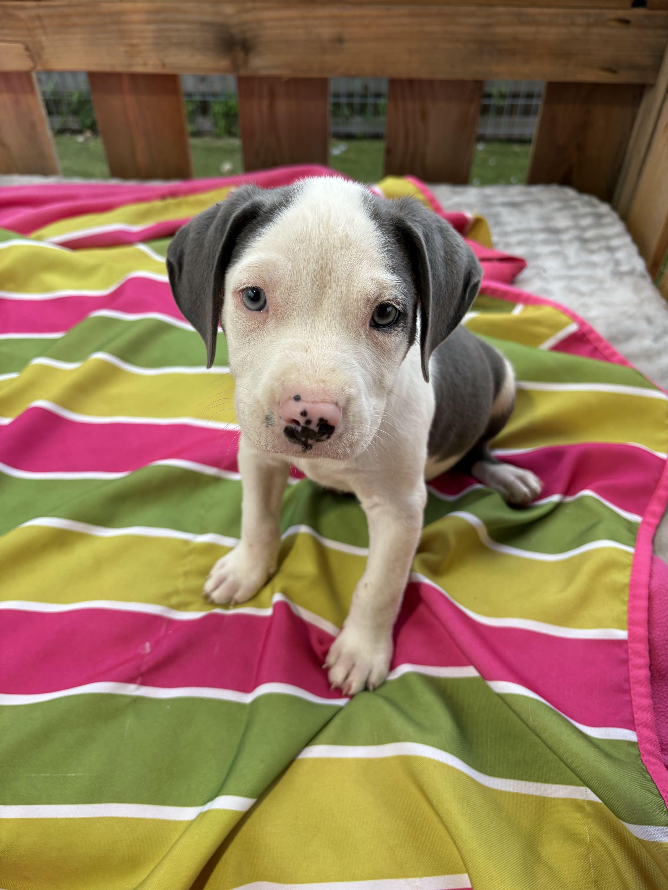 Puppy Party, an adopted mixed breed in Austin, TX image 4/6
