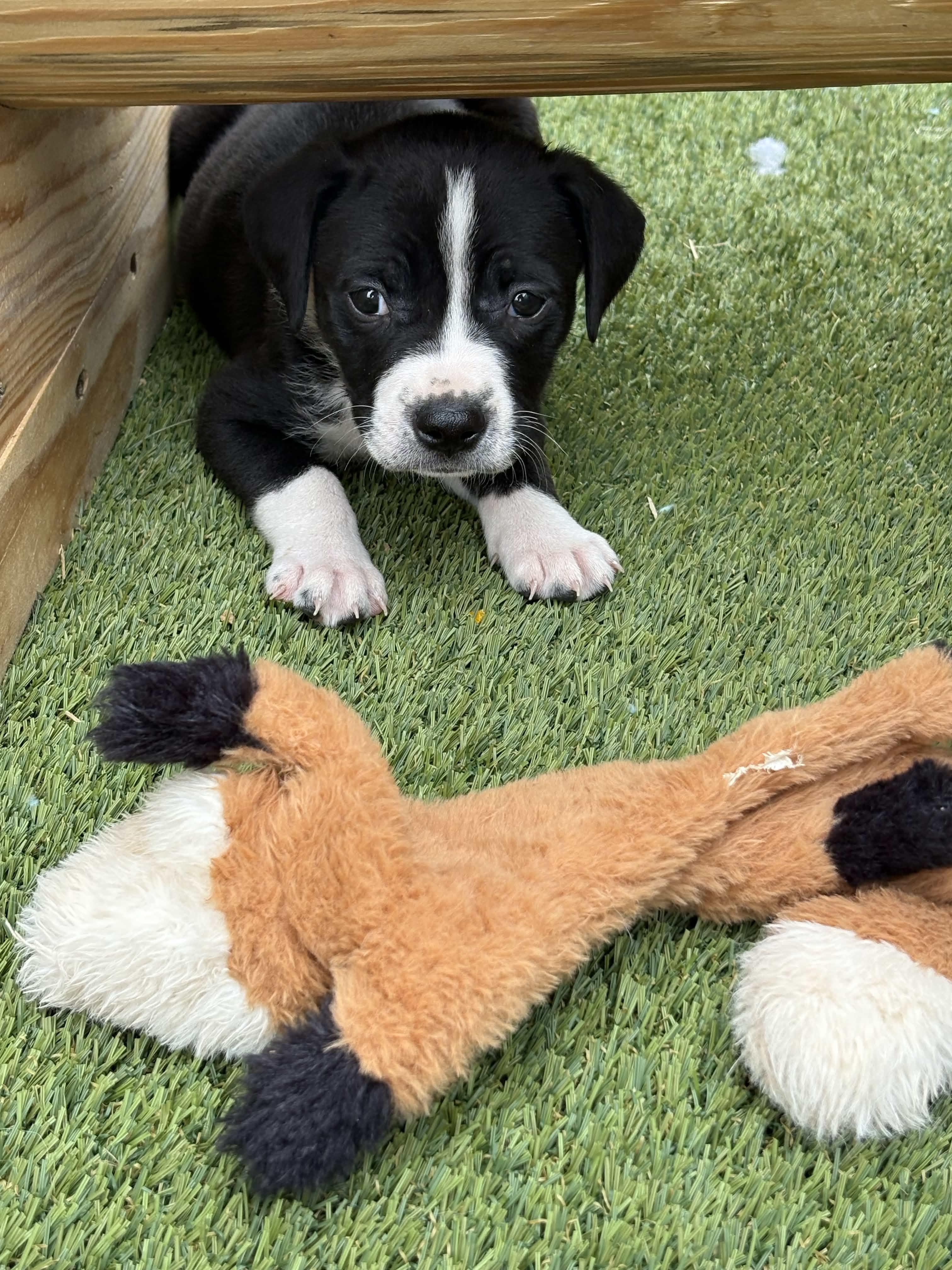 Puppy Party, an adopted mixed breed in Austin, TX image 3/6