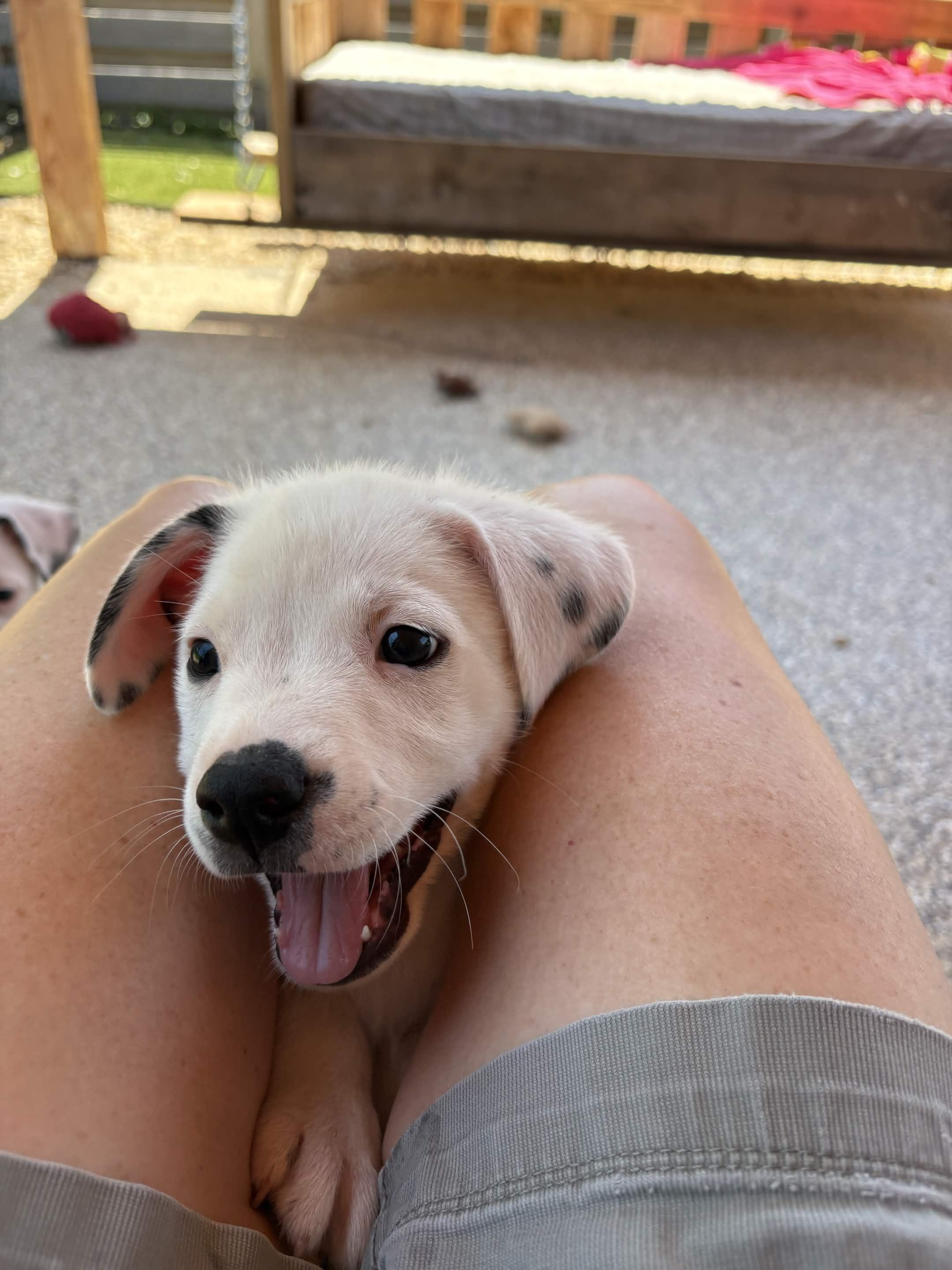 Puppy Party, an adopted mixed breed in Austin, TX image 2/6