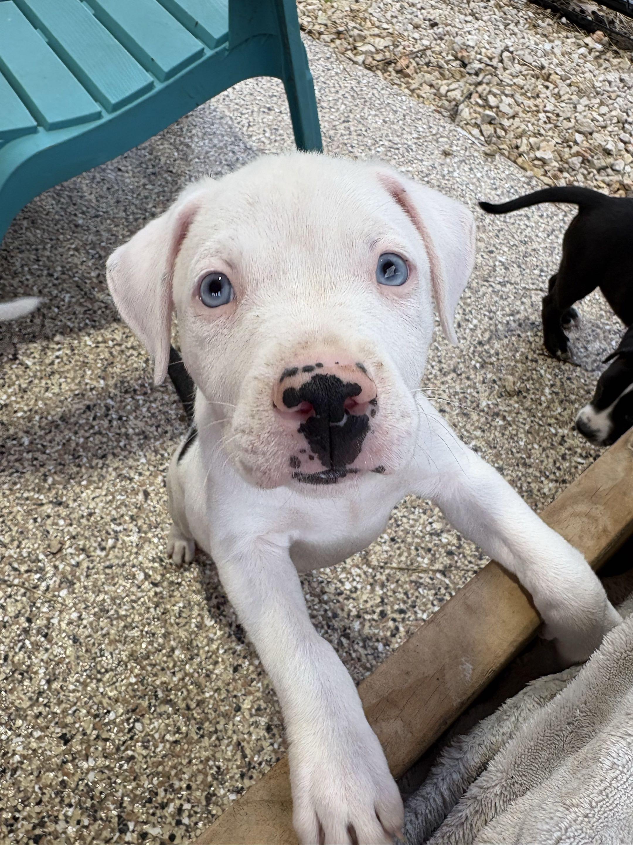 Puppy Party, adopted, Puppy Male Boxer & Pit Bull Terrier.