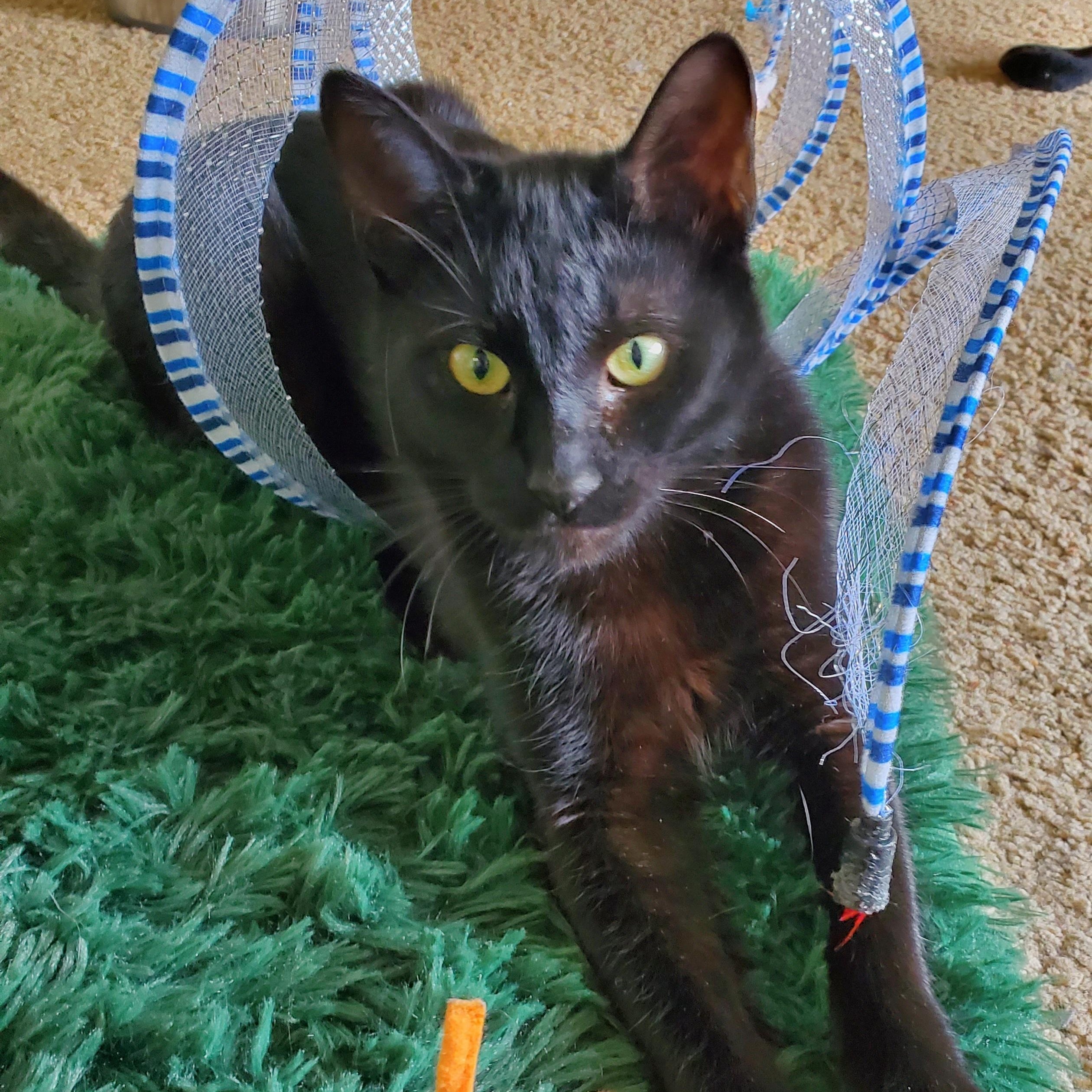 Enlarge Romeo, a ADOPTABLE mixed breed in Portland, OR image 2/6