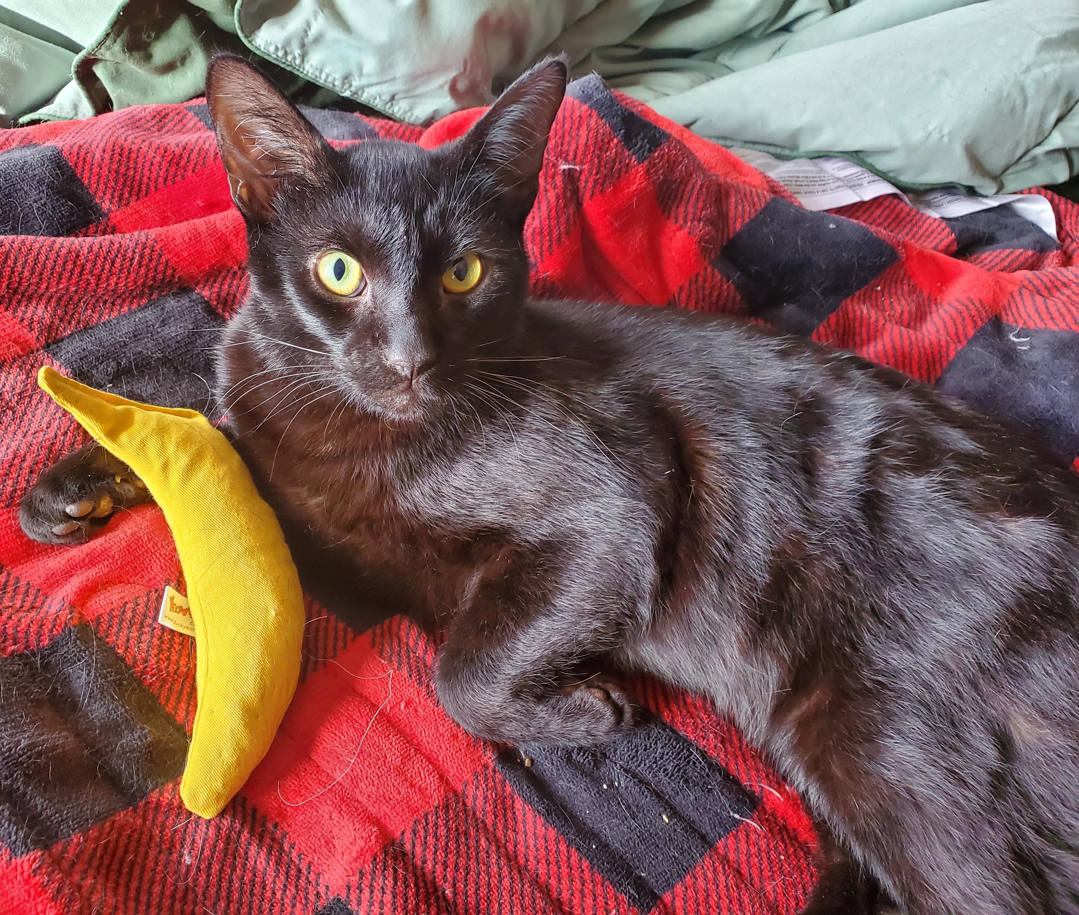 Enlarge Romeo, a ADOPTABLE mixed breed in Portland, OR image 5/6