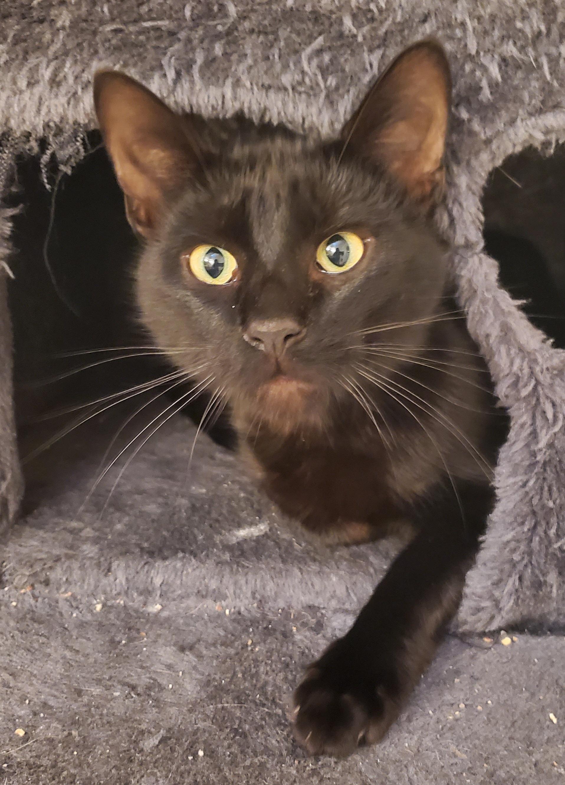 Enlarge Romeo, a ADOPTABLE mixed breed in Portland, OR image 6/6