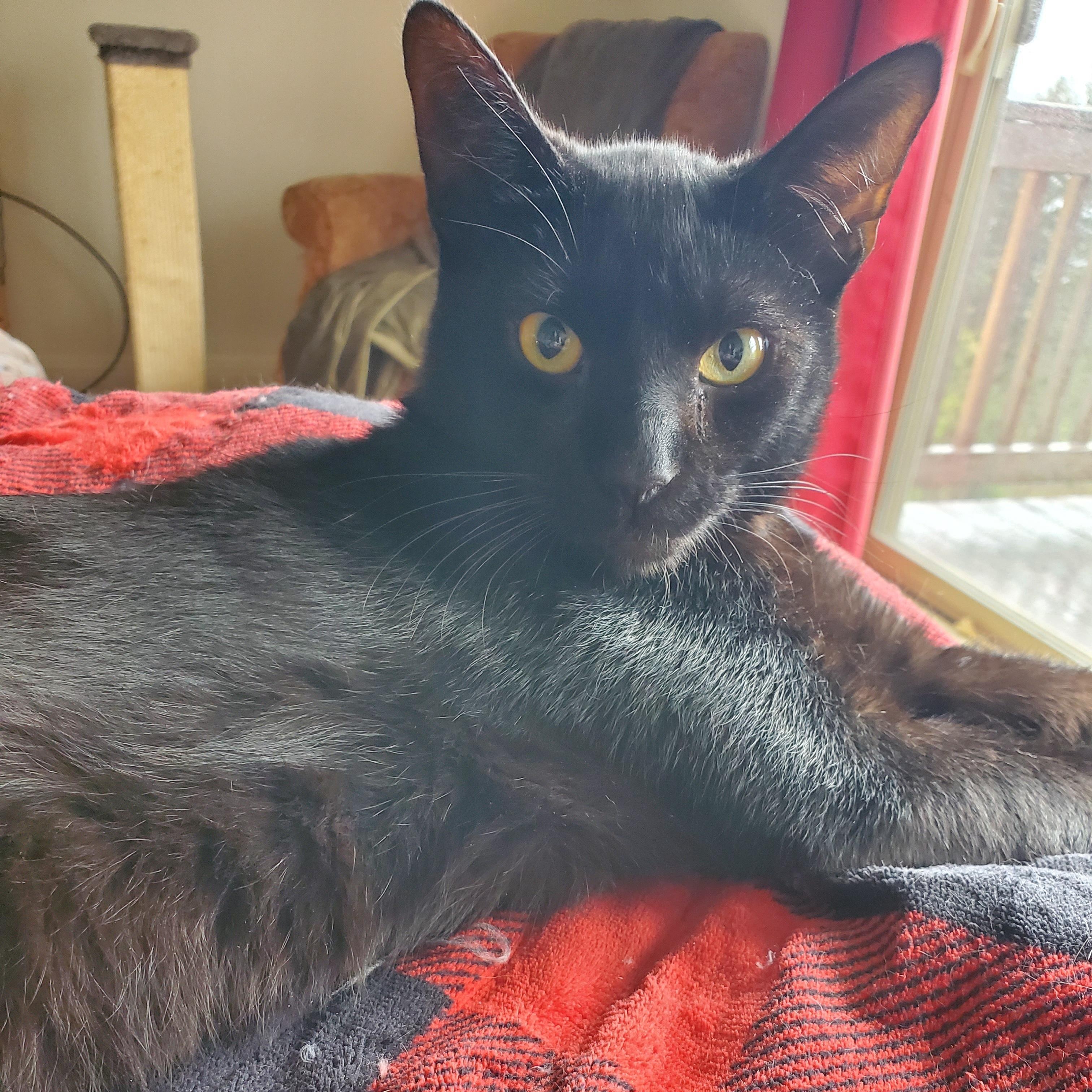 Enlarge Romeo, a ADOPTABLE mixed breed in Portland, OR image 3/6