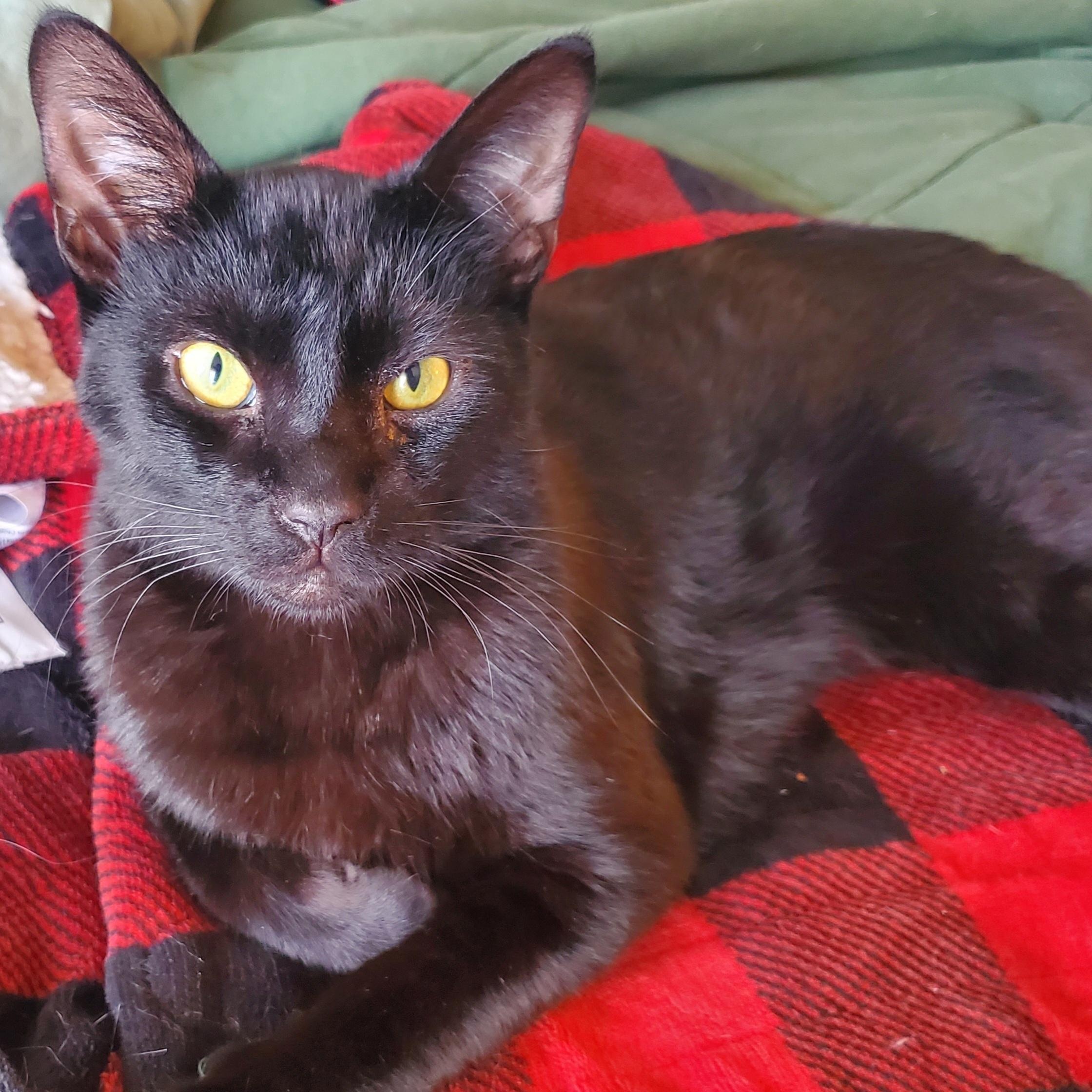 Enlarge Romeo, a ADOPTABLE mixed breed in Portland, OR image 1/6