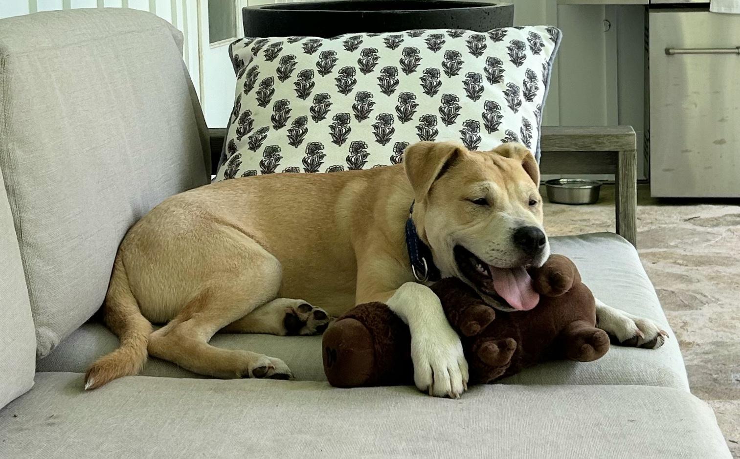 Enlarge BLEU, a Adoptable mixed breed in East Flat Rock, NC image 2/6