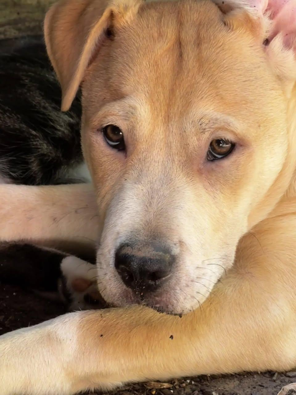 Enlarge BLEU, a Adoptable mixed breed in East Flat Rock, NC image 2/6