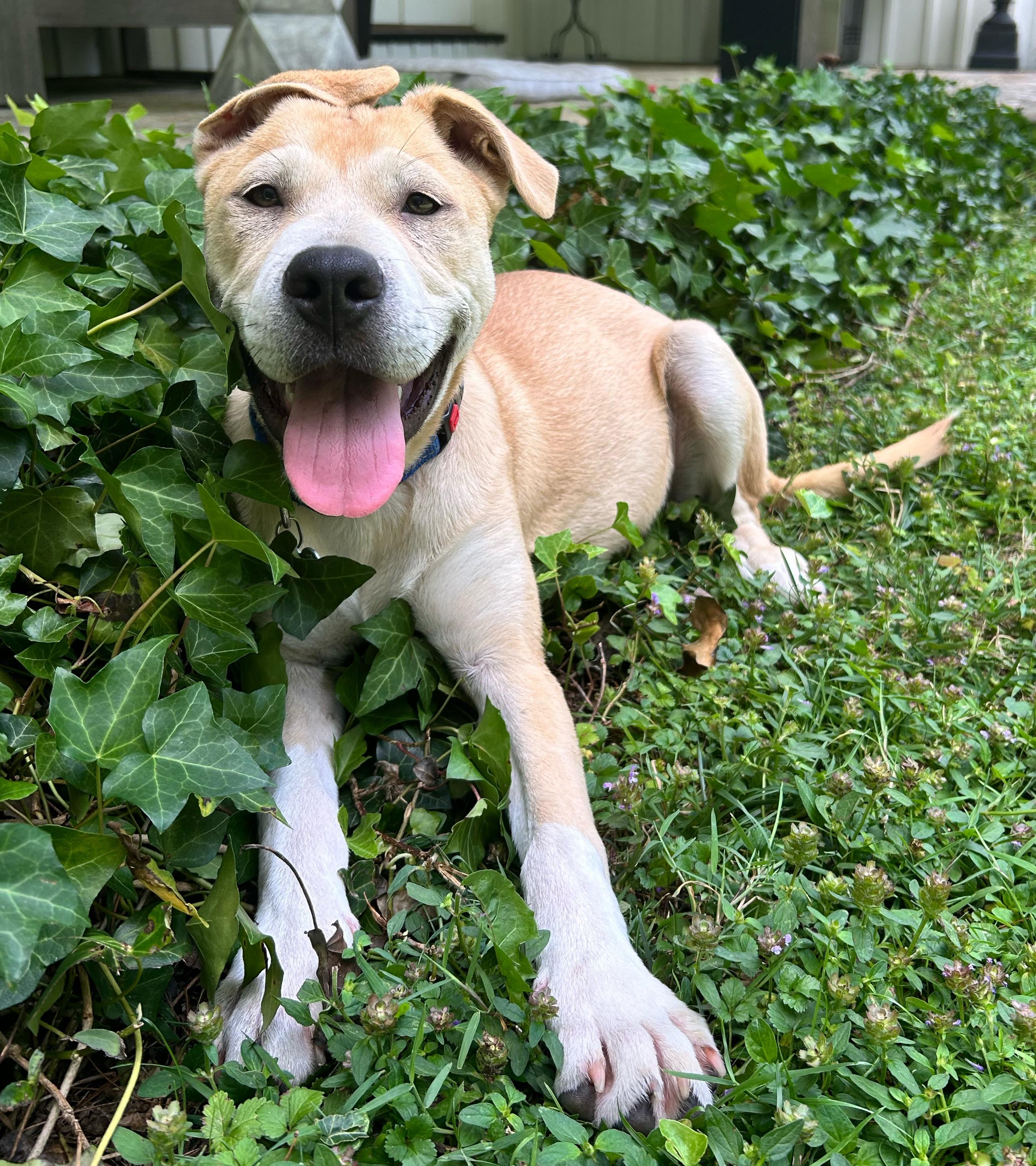 BLEU, Adoptable, Puppy Male American Staffordshire Terrier & Husky.