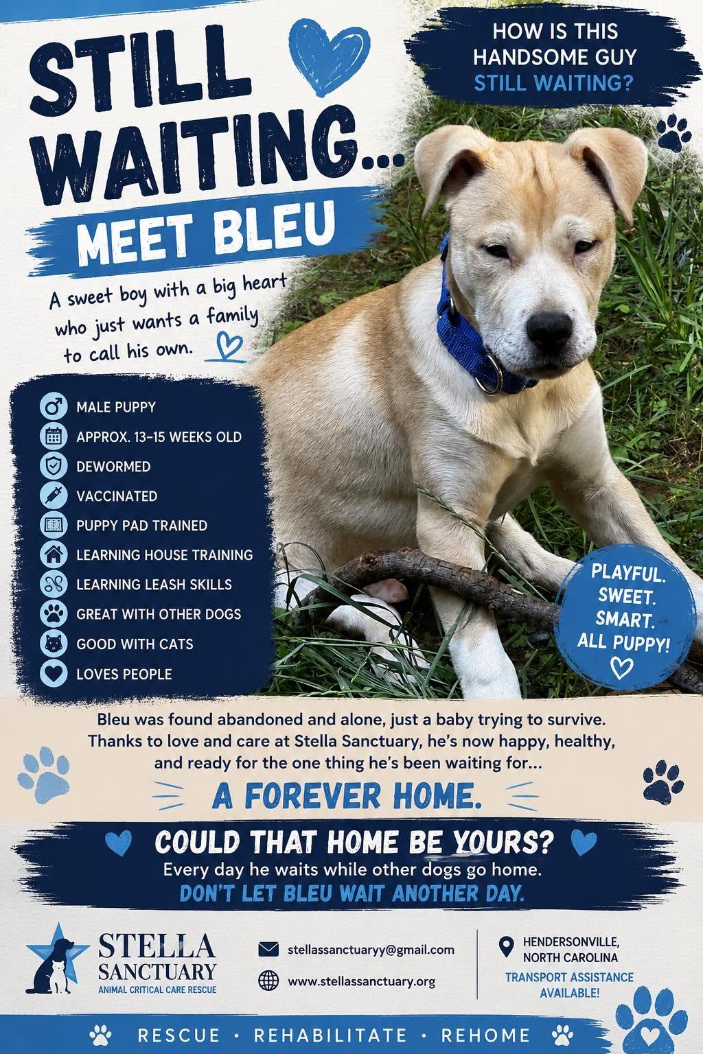 Enlarge BLEU, a Adoptable mixed breed in East Flat Rock, NC image 5/6