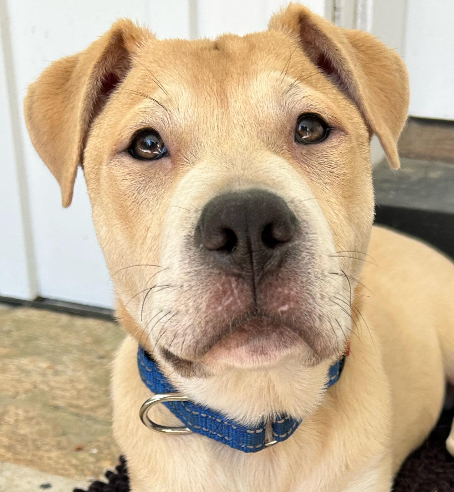 Enlarge BLEU, a Adoptable mixed breed in East Flat Rock, NC image 3/6