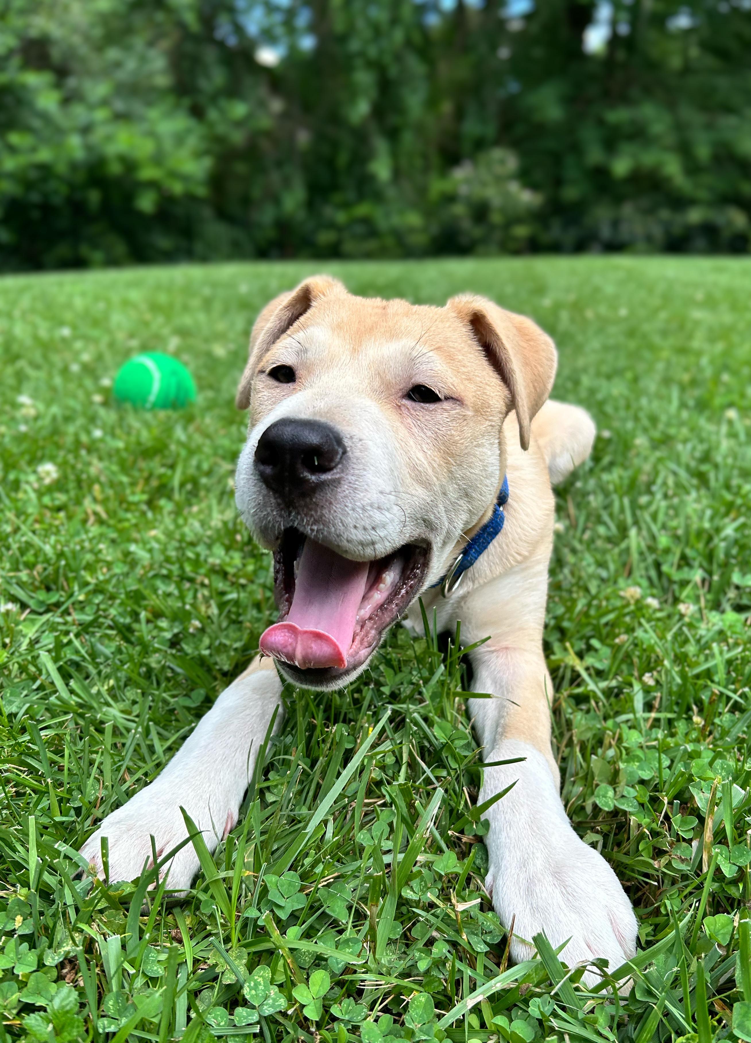 BLEU, Adoptable, Puppy Male German Shepherd Dog.