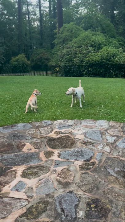 Enlarge BLEU, a Adoptable mixed breed in East Flat Rock, NC video 6/6