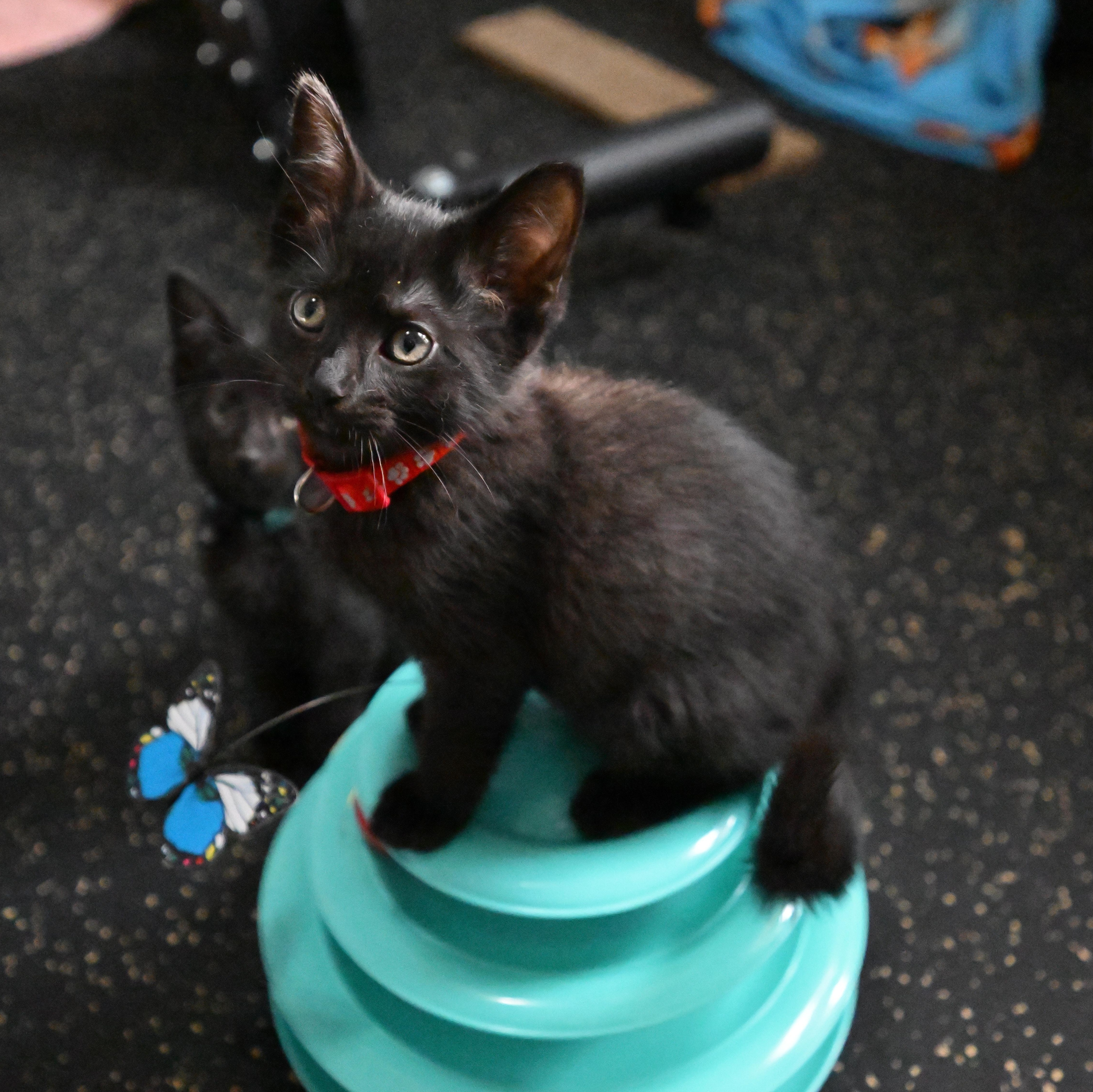 Enlarge Rome, a Adoptable Domestic Short Hair in East Amherst, NY image 3/6