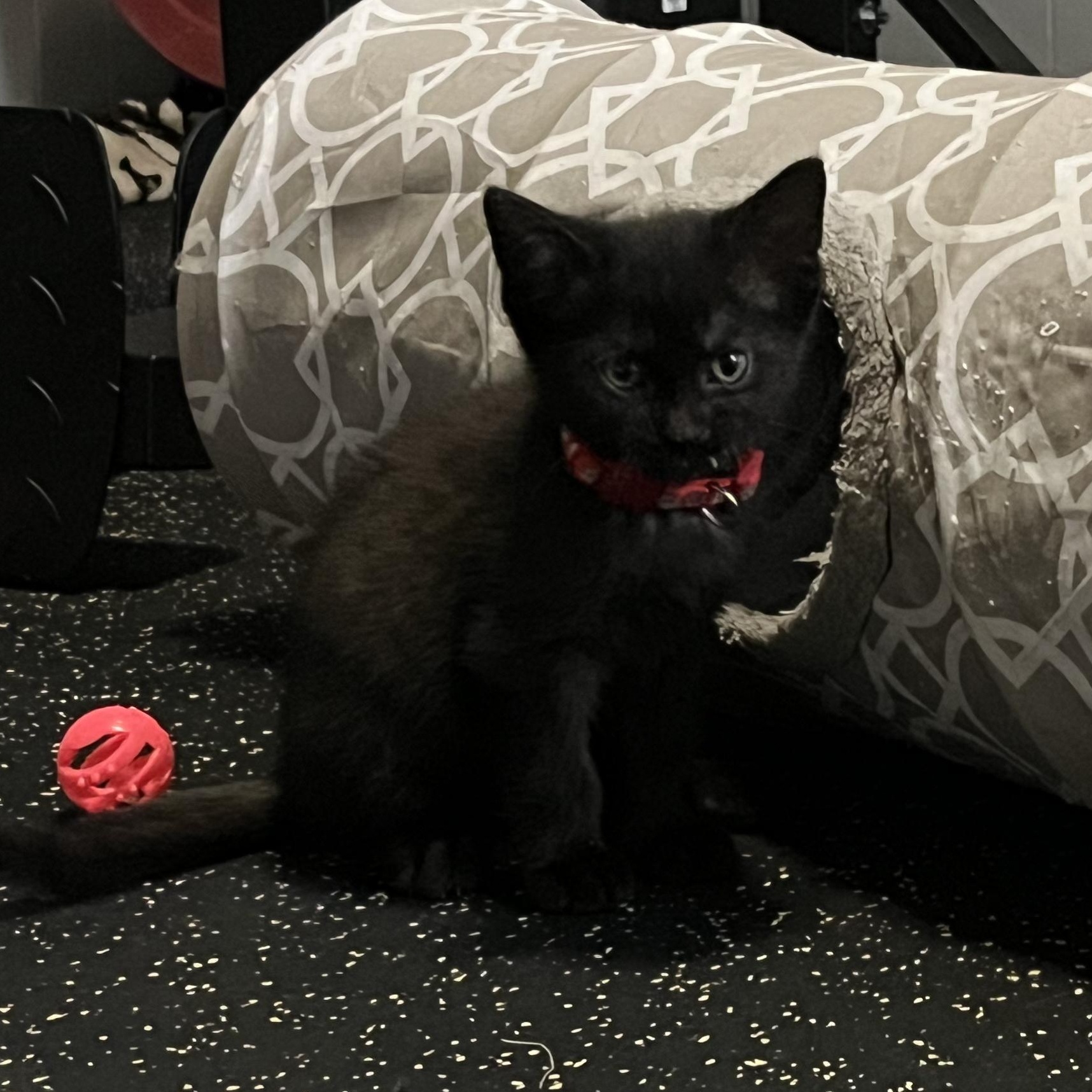 Enlarge Rome, a Adoptable Domestic Short Hair in East Amherst, NY image 2/6