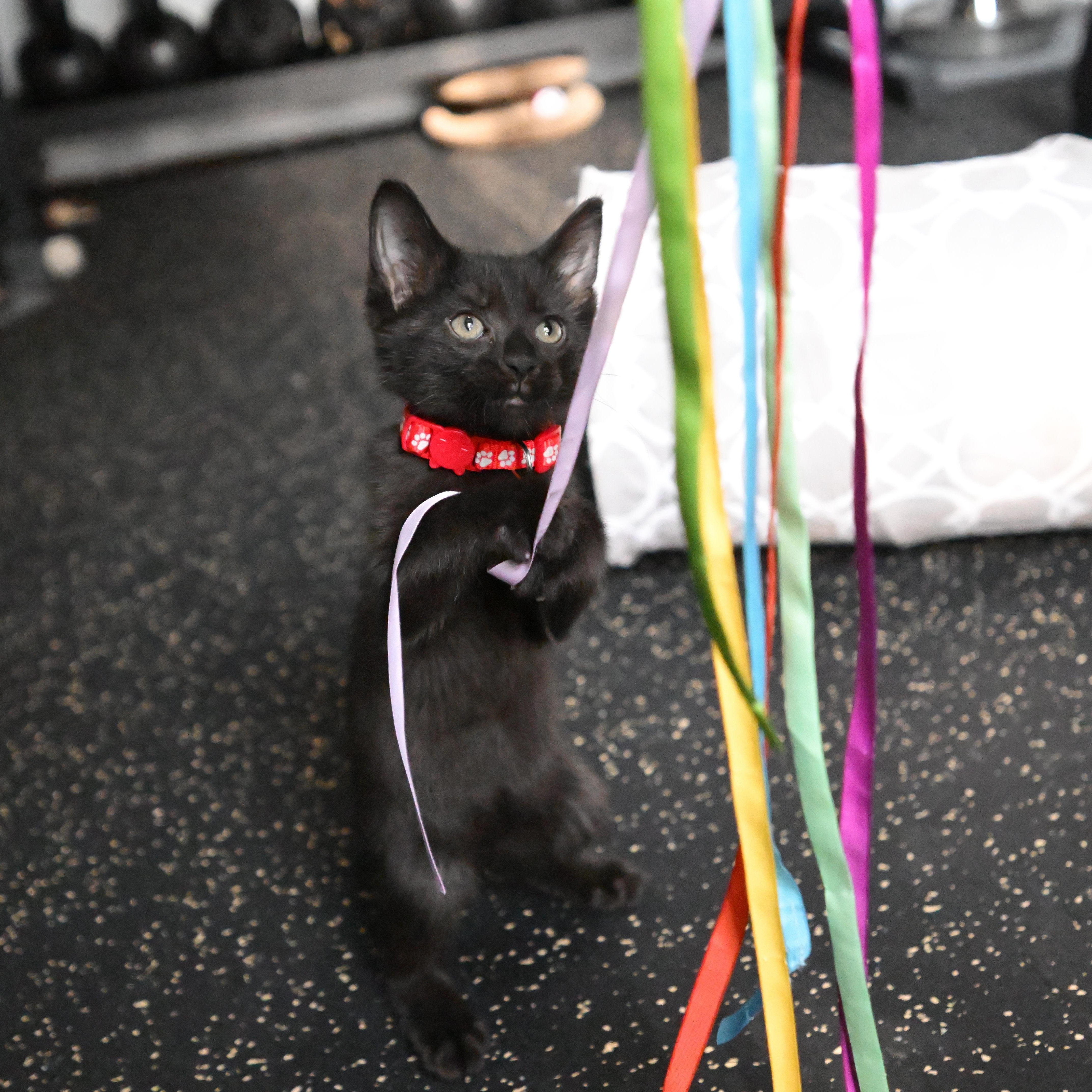 Enlarge Rome, a Adoptable Domestic Short Hair in East Amherst, NY image 5/6