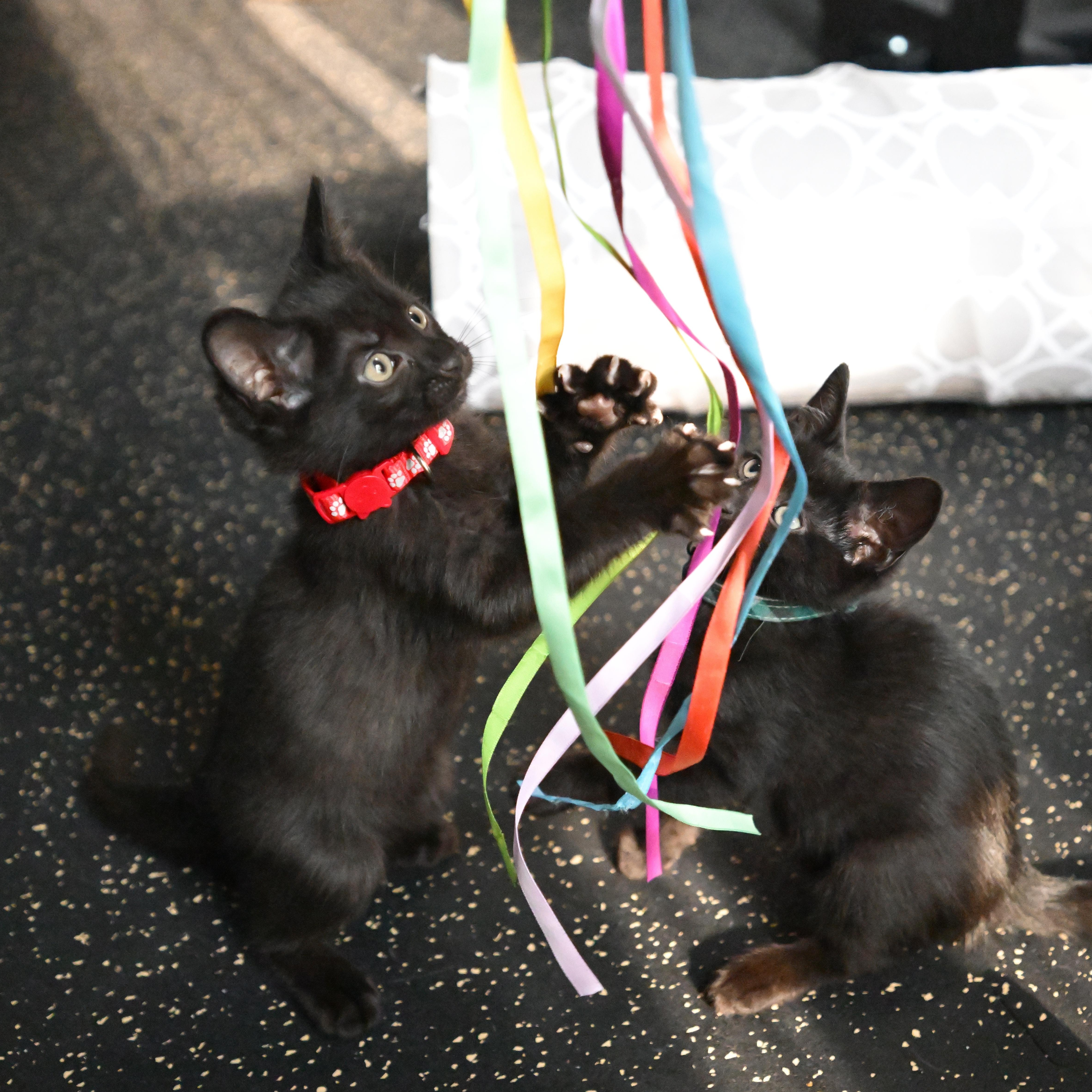 Enlarge Rome, a Adoptable Domestic Short Hair in East Amherst, NY image 6/6