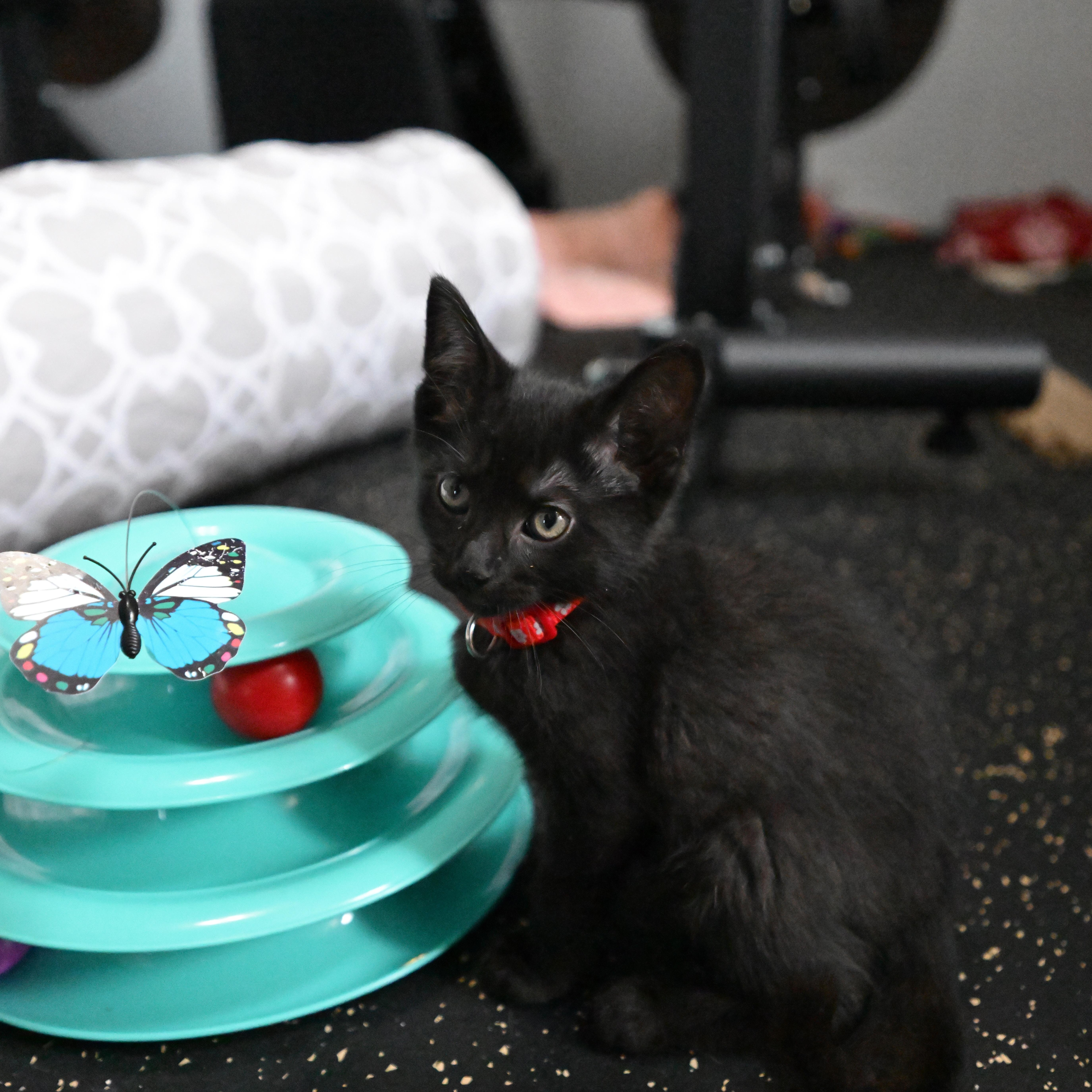 Enlarge Rome, a Adoptable Domestic Short Hair in East Amherst, NY image 4/6