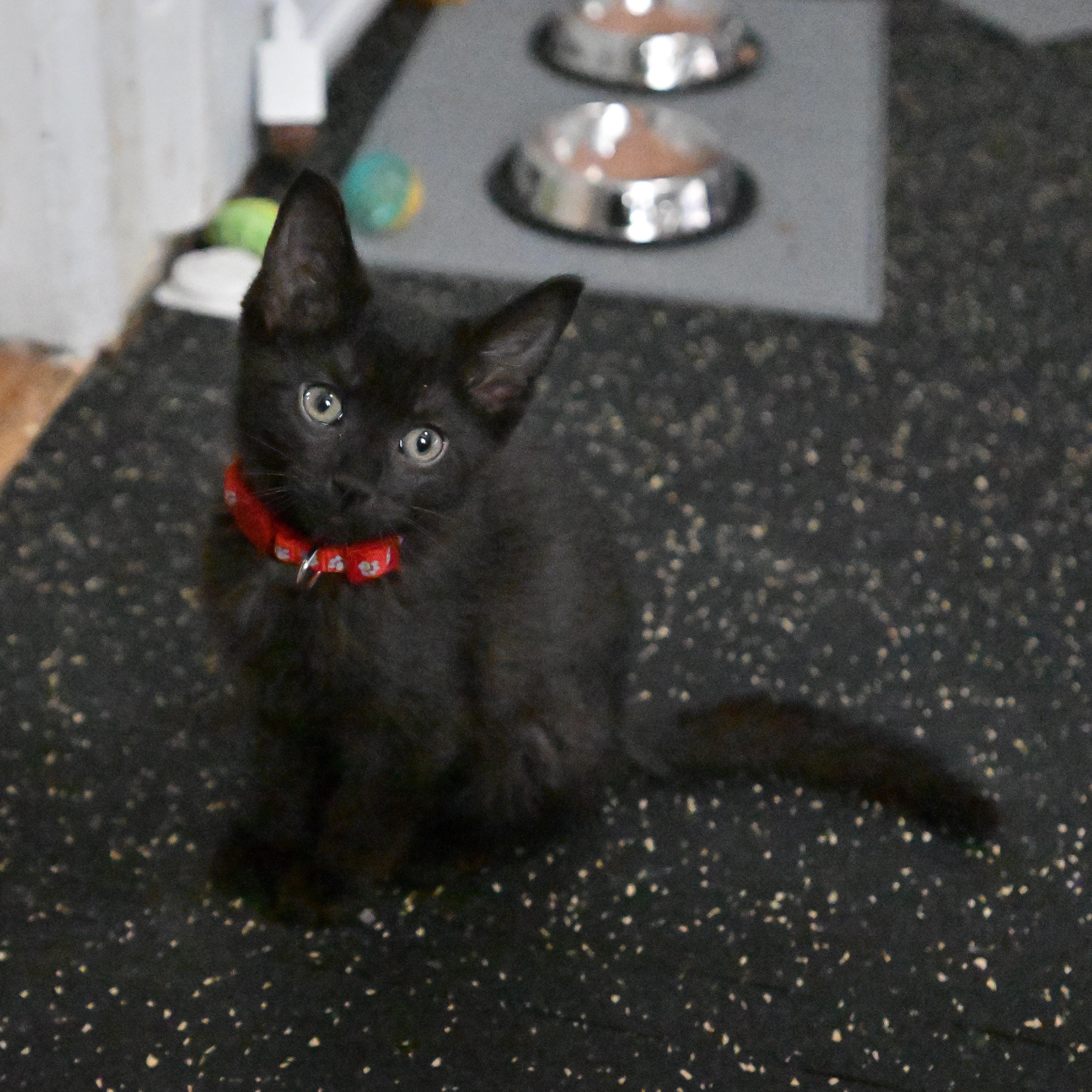 Enlarge Rome, a Adoptable Domestic Short Hair in East Amherst, NY image 1/6
