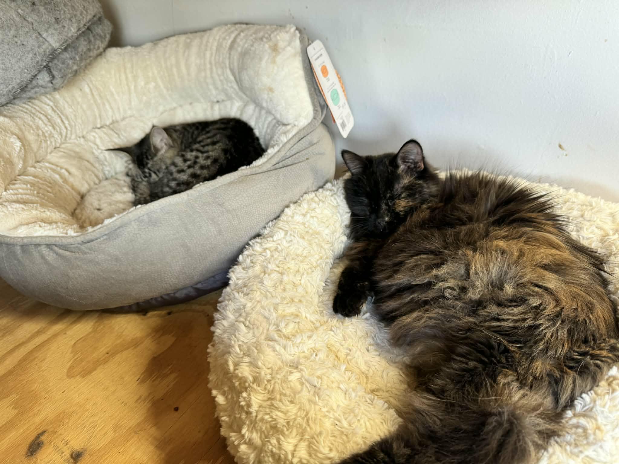 Enlarge Belch, an adopted mixed breed in Stoughton, WI image 6/6