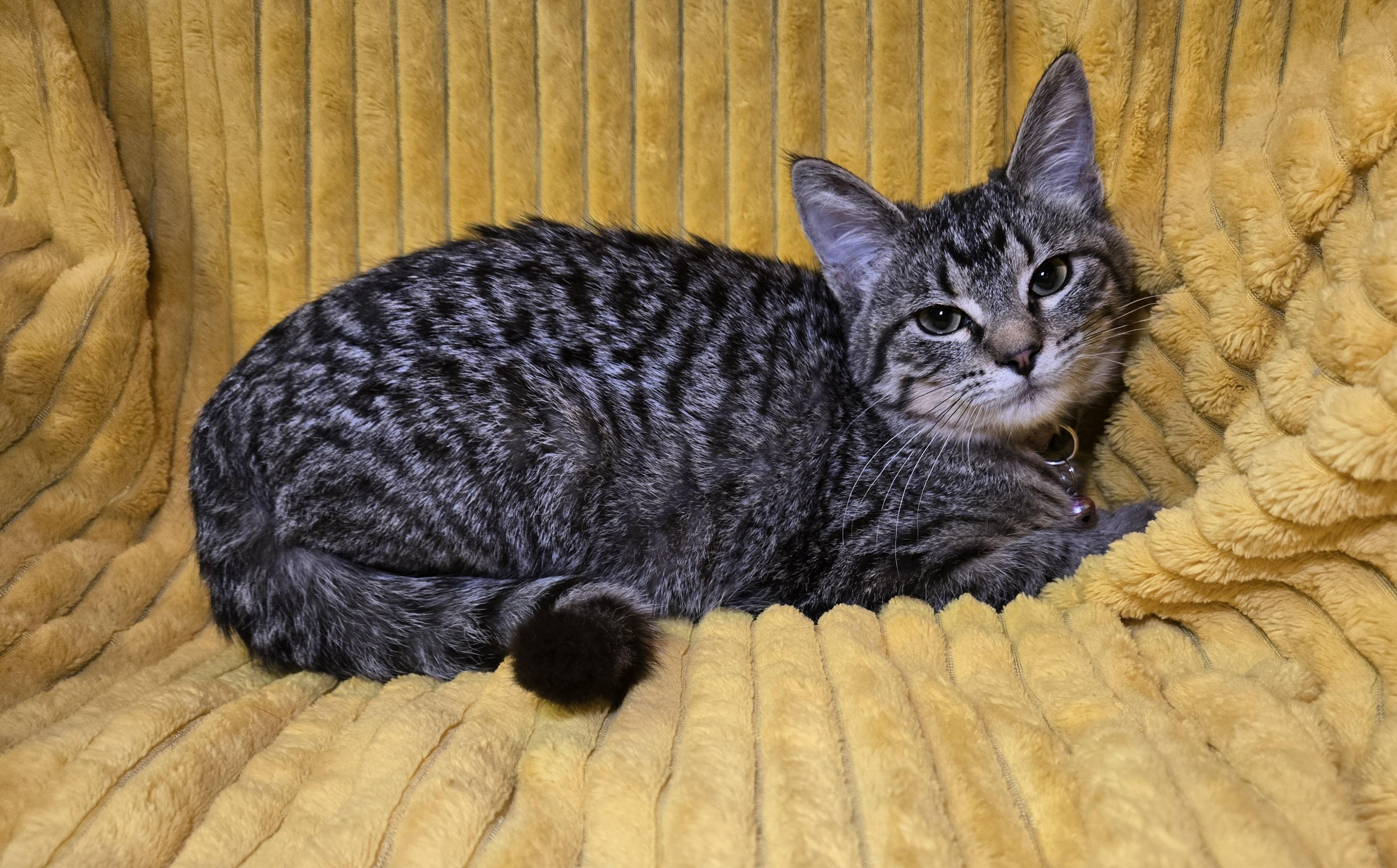 Enlarge Belch, an adopted mixed breed in Stoughton, WI image 5/6