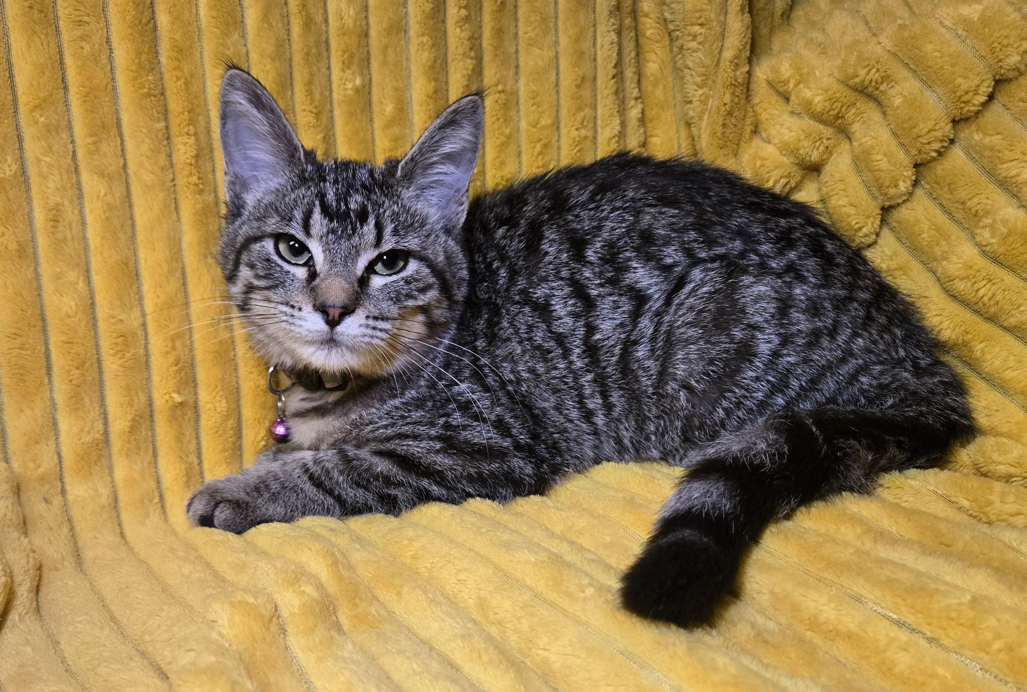 Enlarge Belch, an adopted mixed breed in Stoughton, WI image 4/6