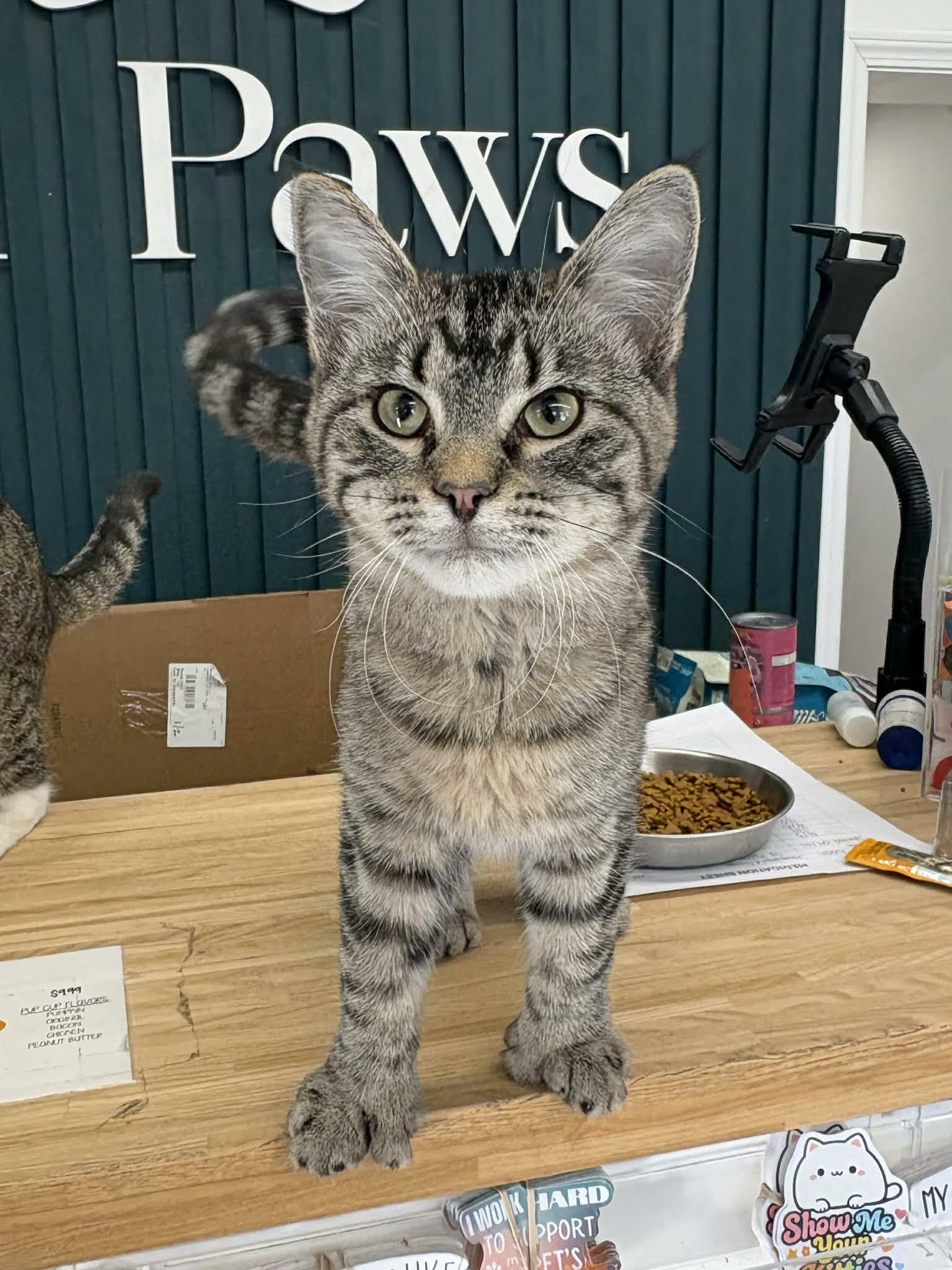 Enlarge Belch, an adopted mixed breed in Stoughton, WI image 2/6