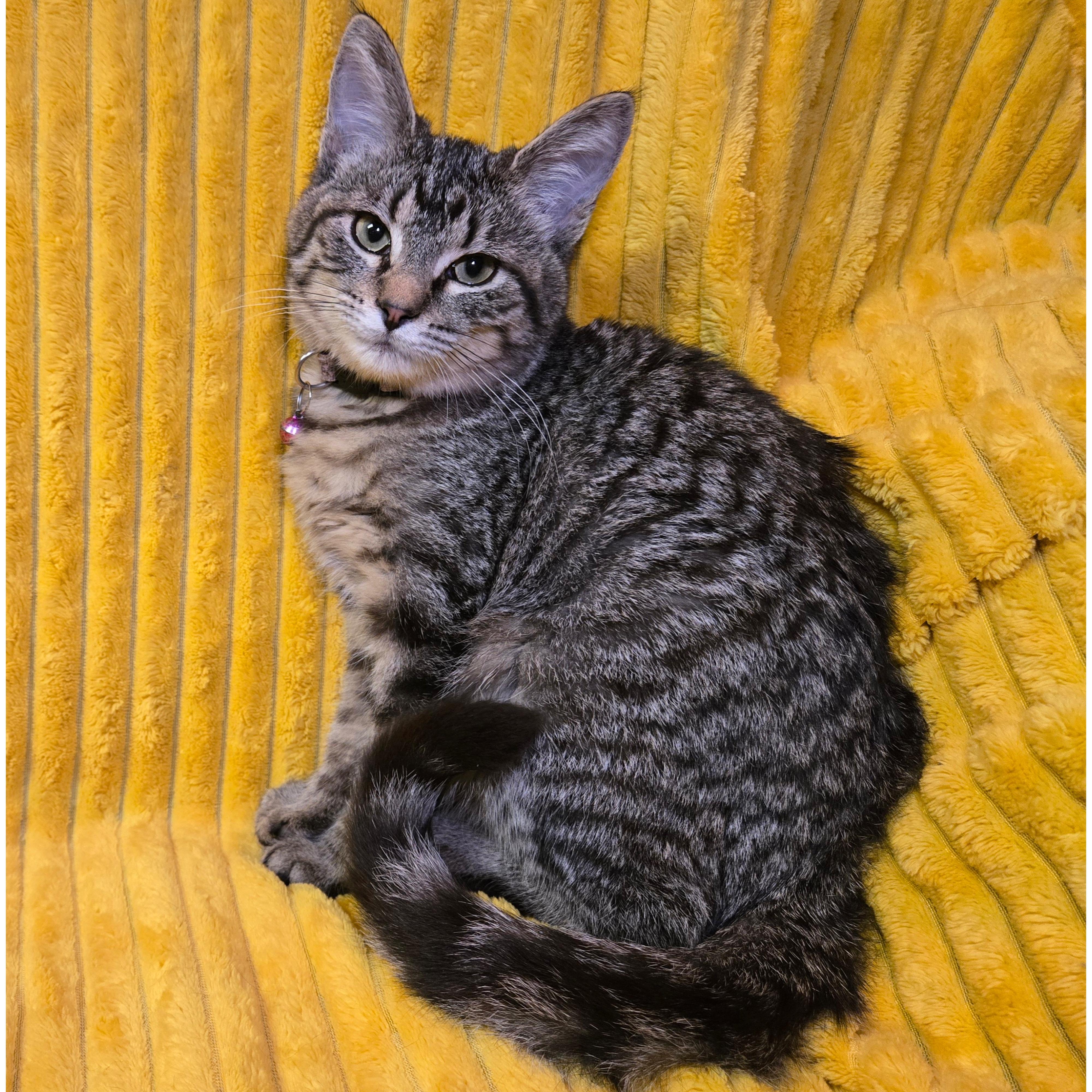 Enlarge Belch, an adopted mixed breed in Stoughton, WI image 3/6