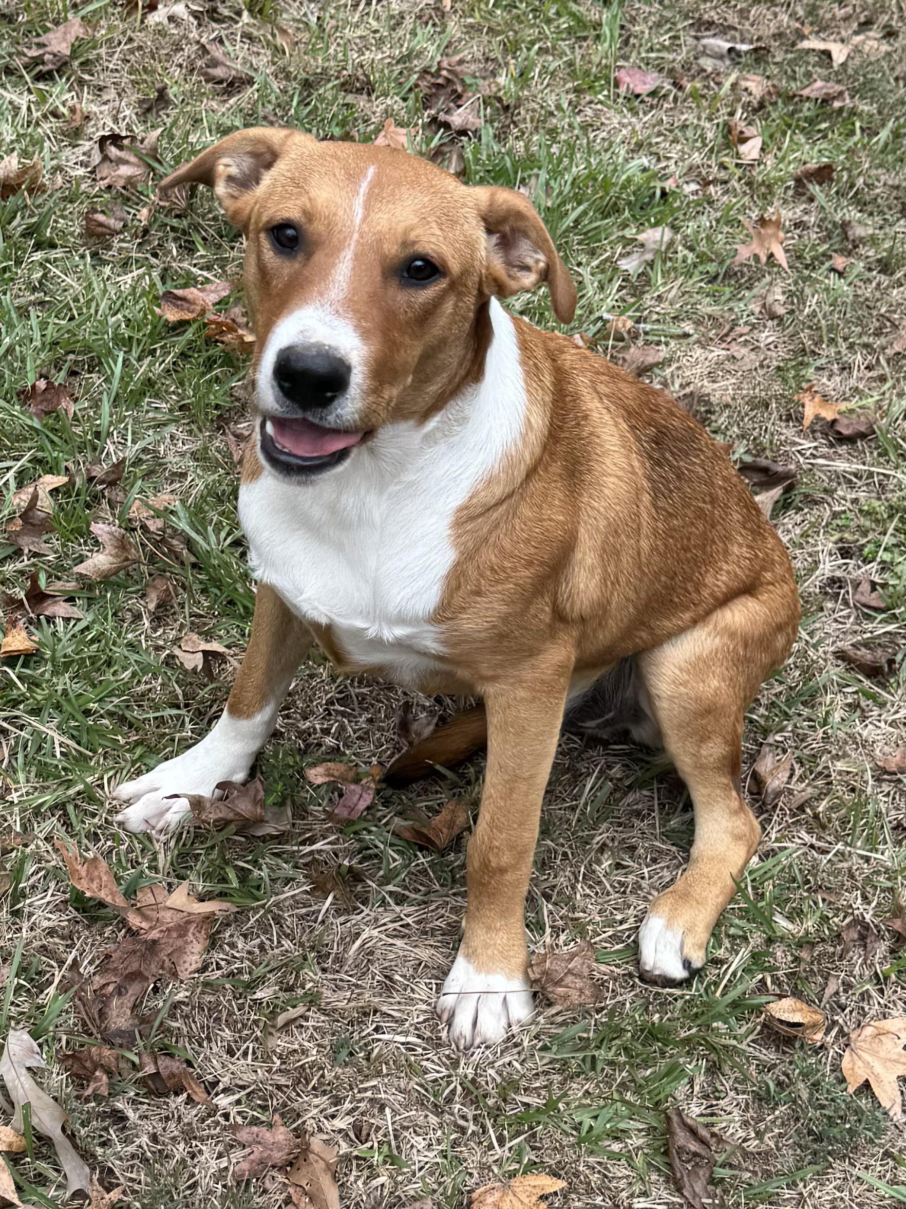 Ben, a ADOPTABLE mixed breed in Warwick, RI image 5/6